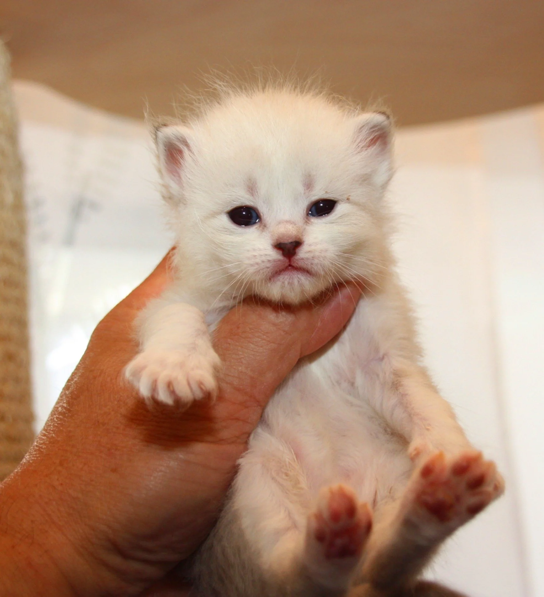 Bajun´s Friederike
seal tabby point white
F3-Wurf
3.5 Wochen