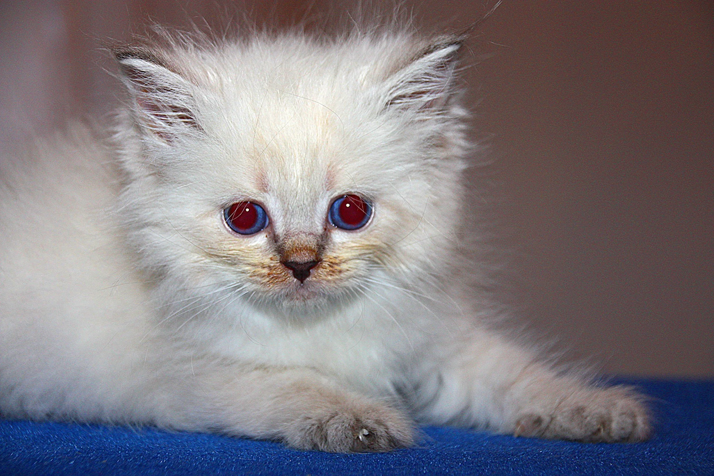 Bajun´s Dalina
Blue silver tabby point
D3 Wurf
6 Wochen