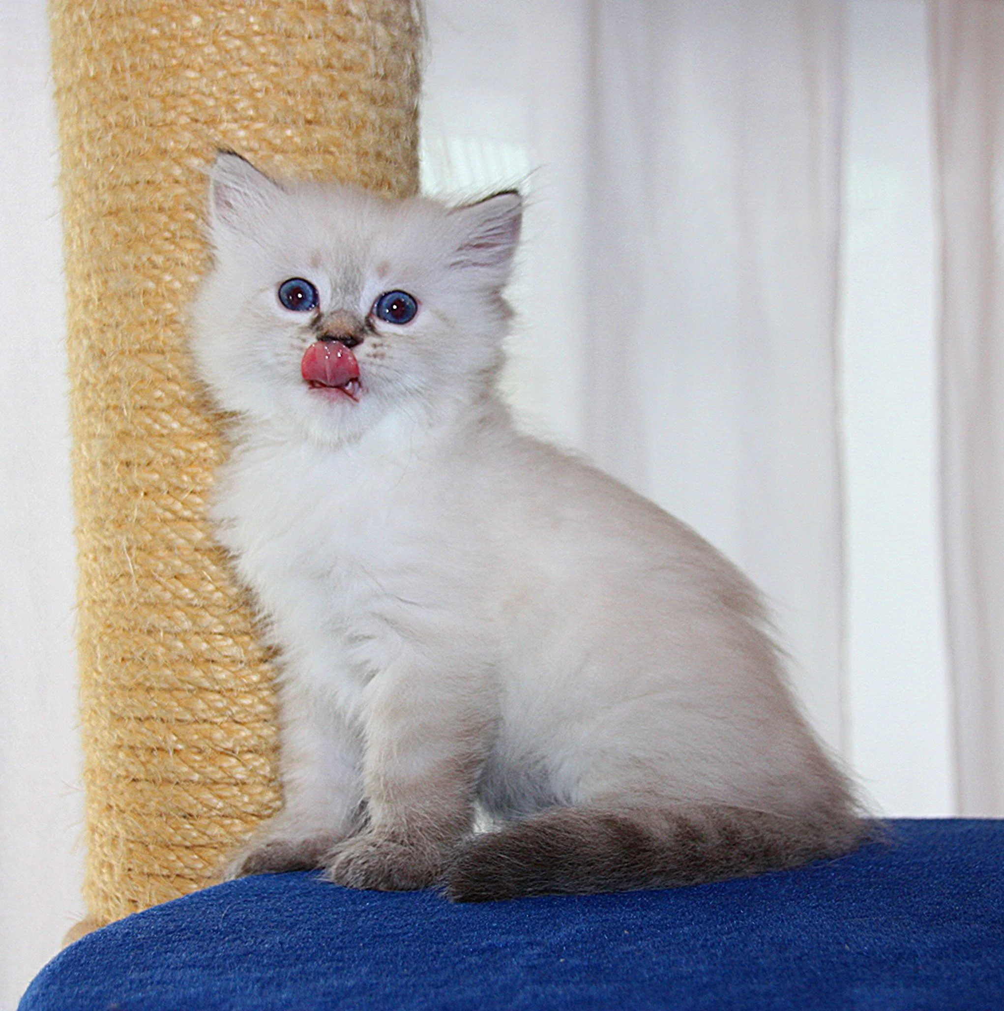 Bajun´s Edi
blue silver tabby point
E3-Wurf
6 Wochen