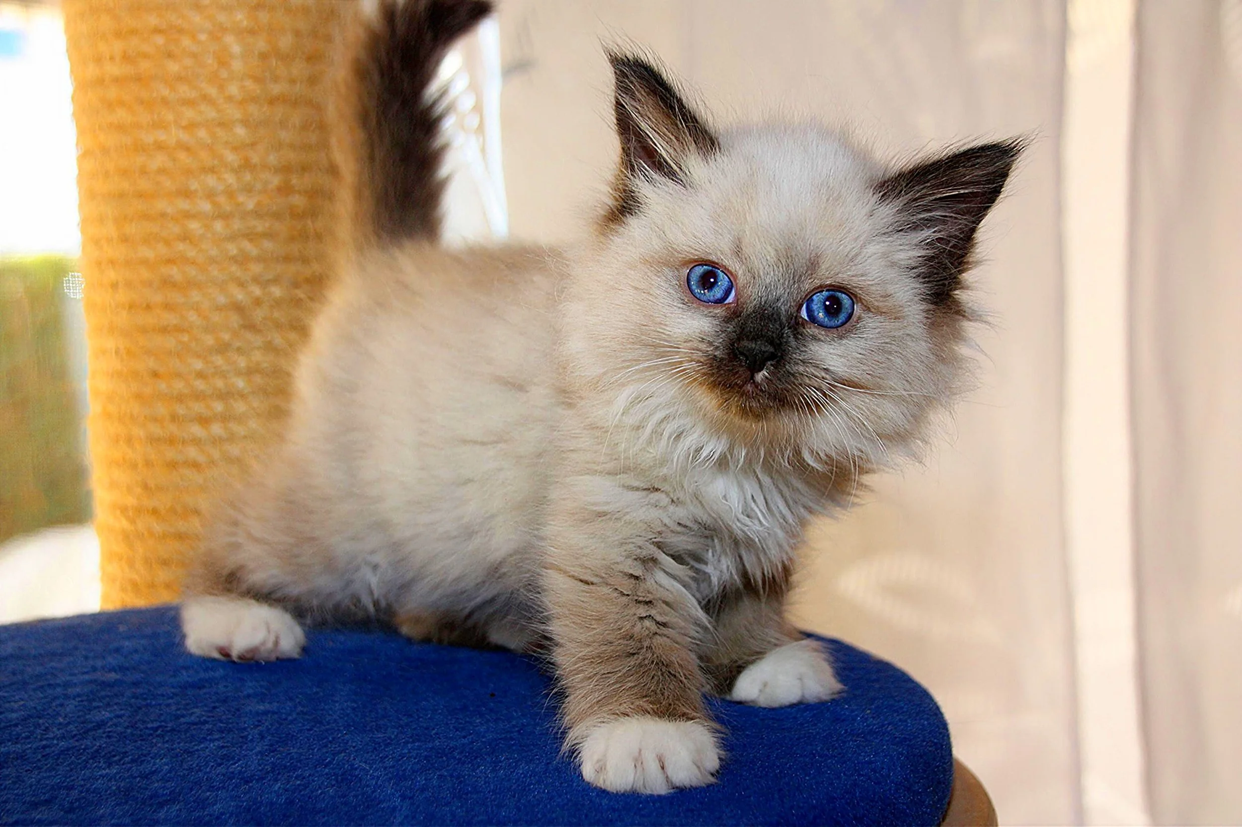 Bajun´s Caligola
C3 Wurf
blue point white
7.5 Wochen