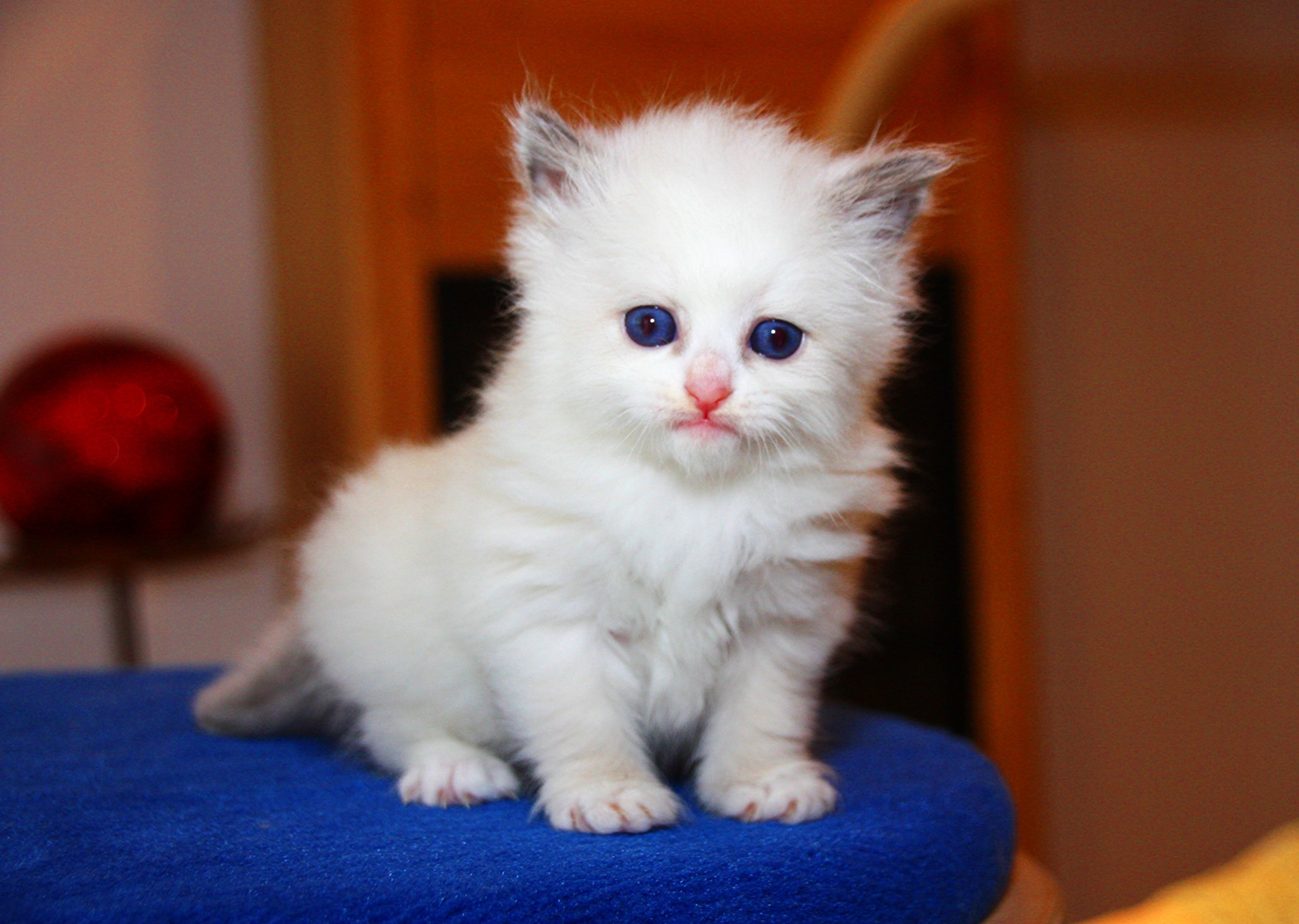 Bajun´s Daisy 
Blue torbie point white
D3 Wurf
4 Wochen