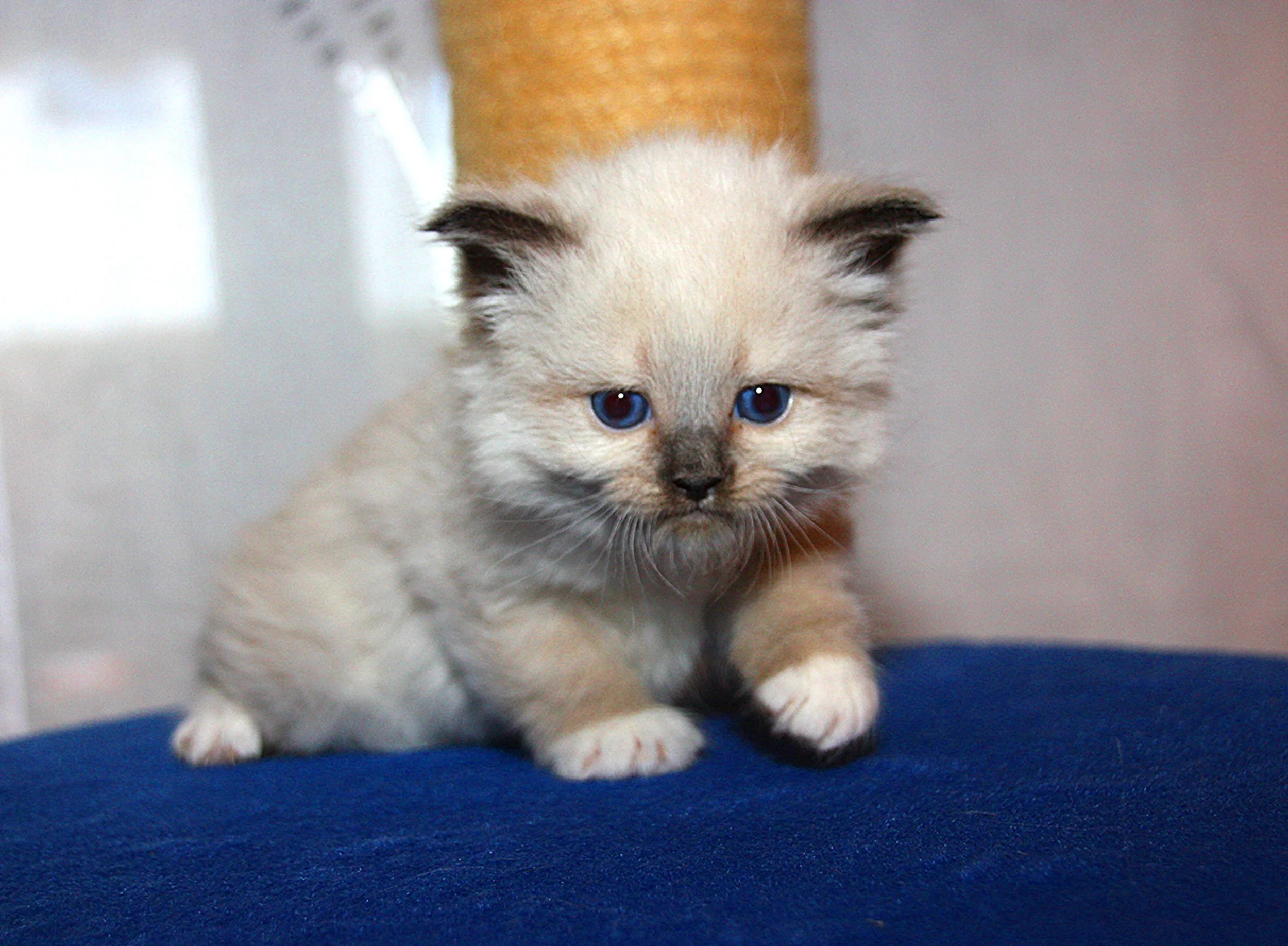 Bajun´s Caligola
C3 Wurf
blue point white
4 Wochen