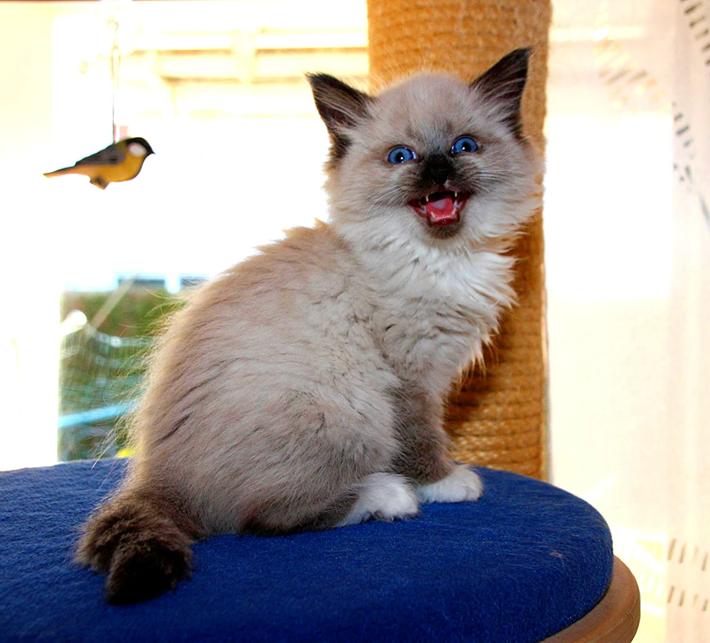 Bajun´s Caligola
C3 Wurf
blue point white
7.5 Wochen