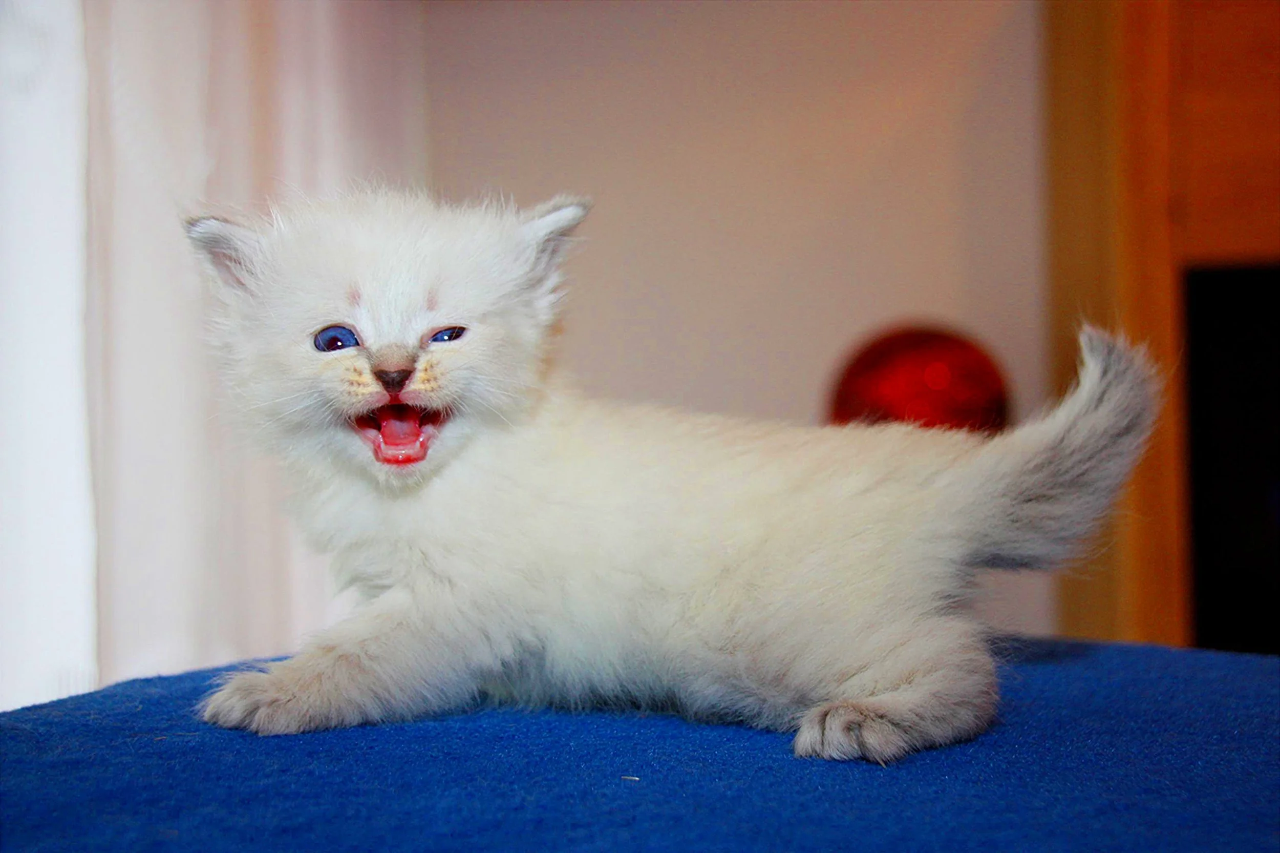 Bajun´s Dalina
Blue silver tabby point
D3 Wurf
4 Wochen