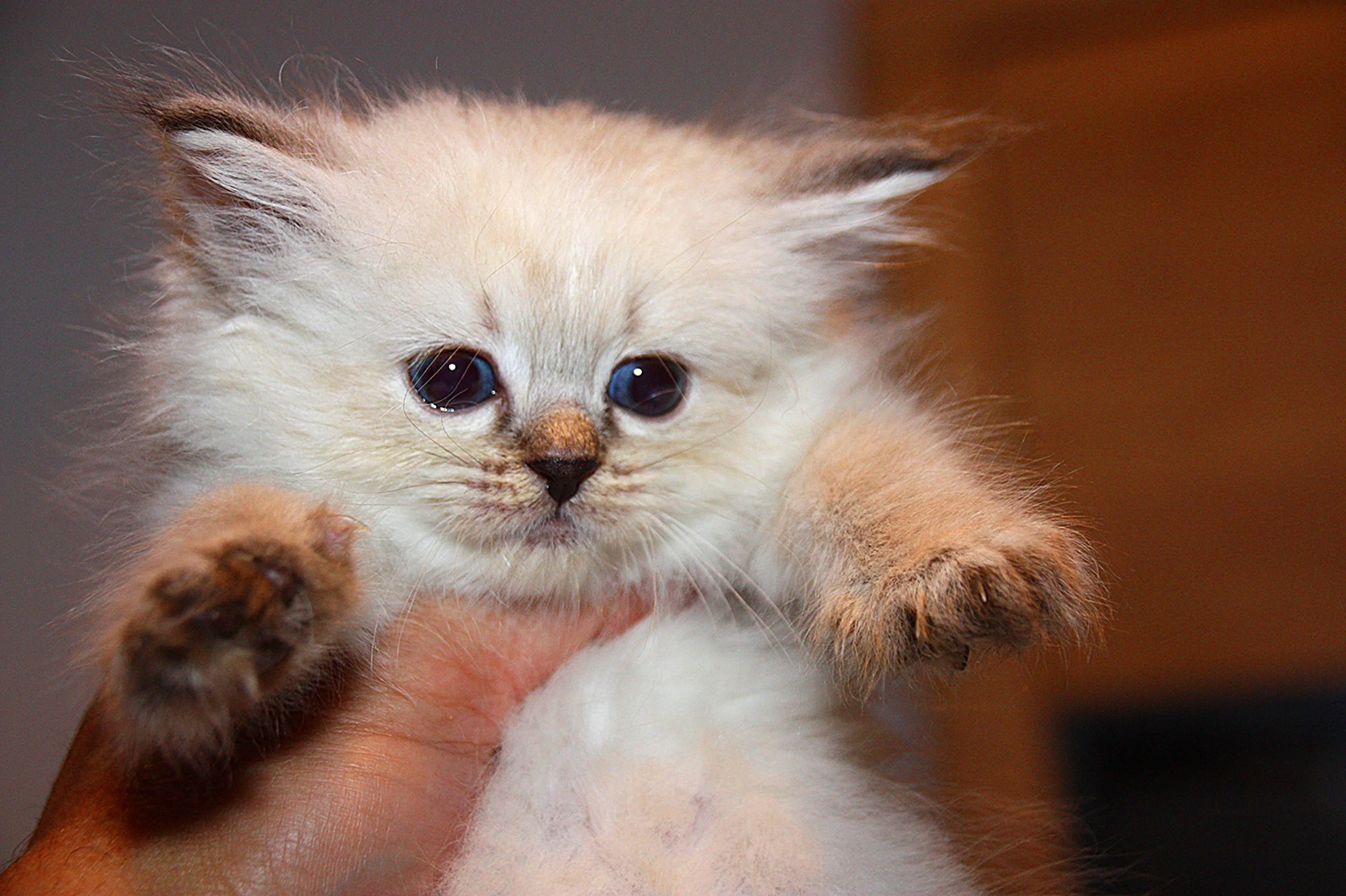 Bajun´s Dakira
Seal tabby point
D3 Wurf
6 Wochen