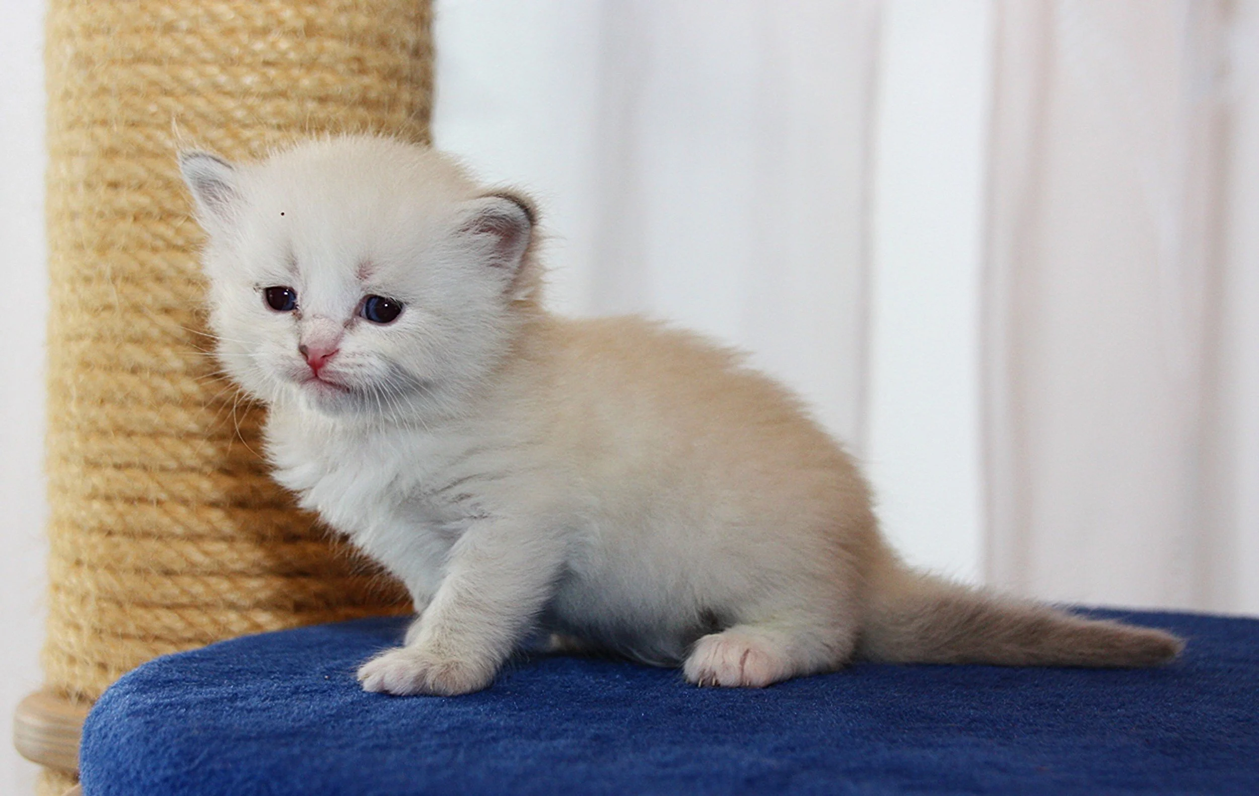 Bajun´s Faustino
blue tabby point white
F3-Wurf
3.5 Wochen