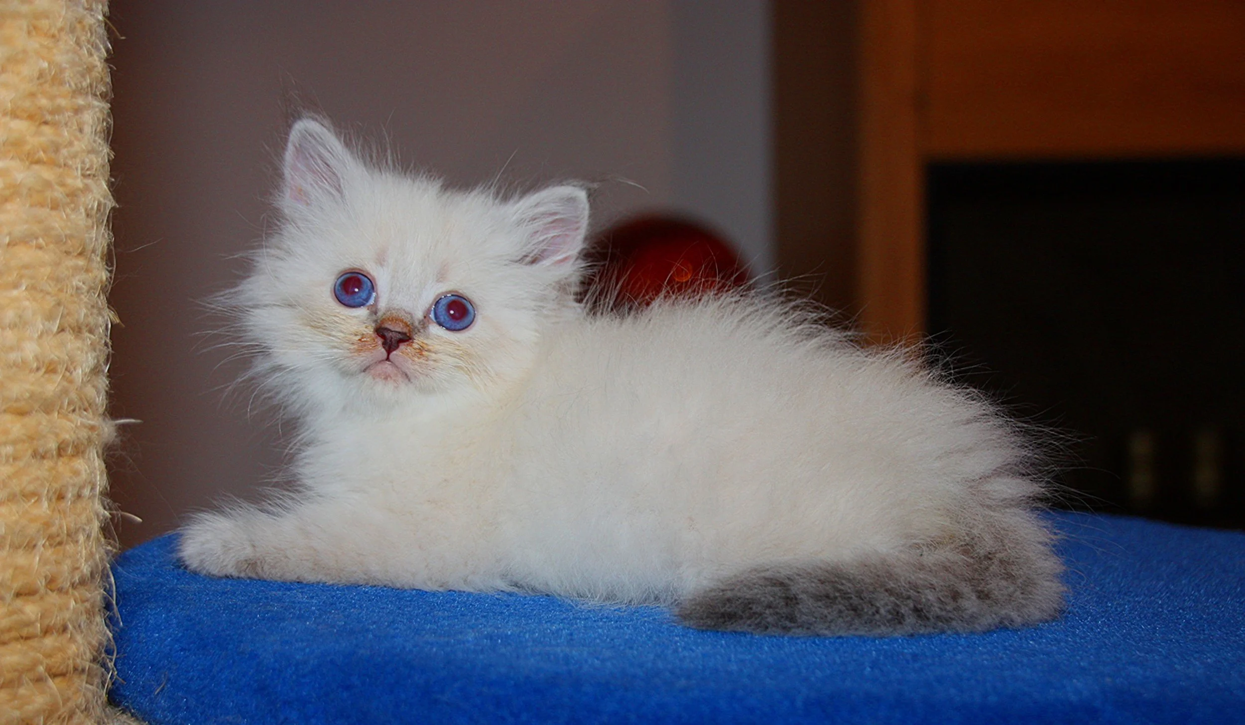 Bajun´s Dalina
Blue silver tabby point
D3 Wurf
6 Wochen