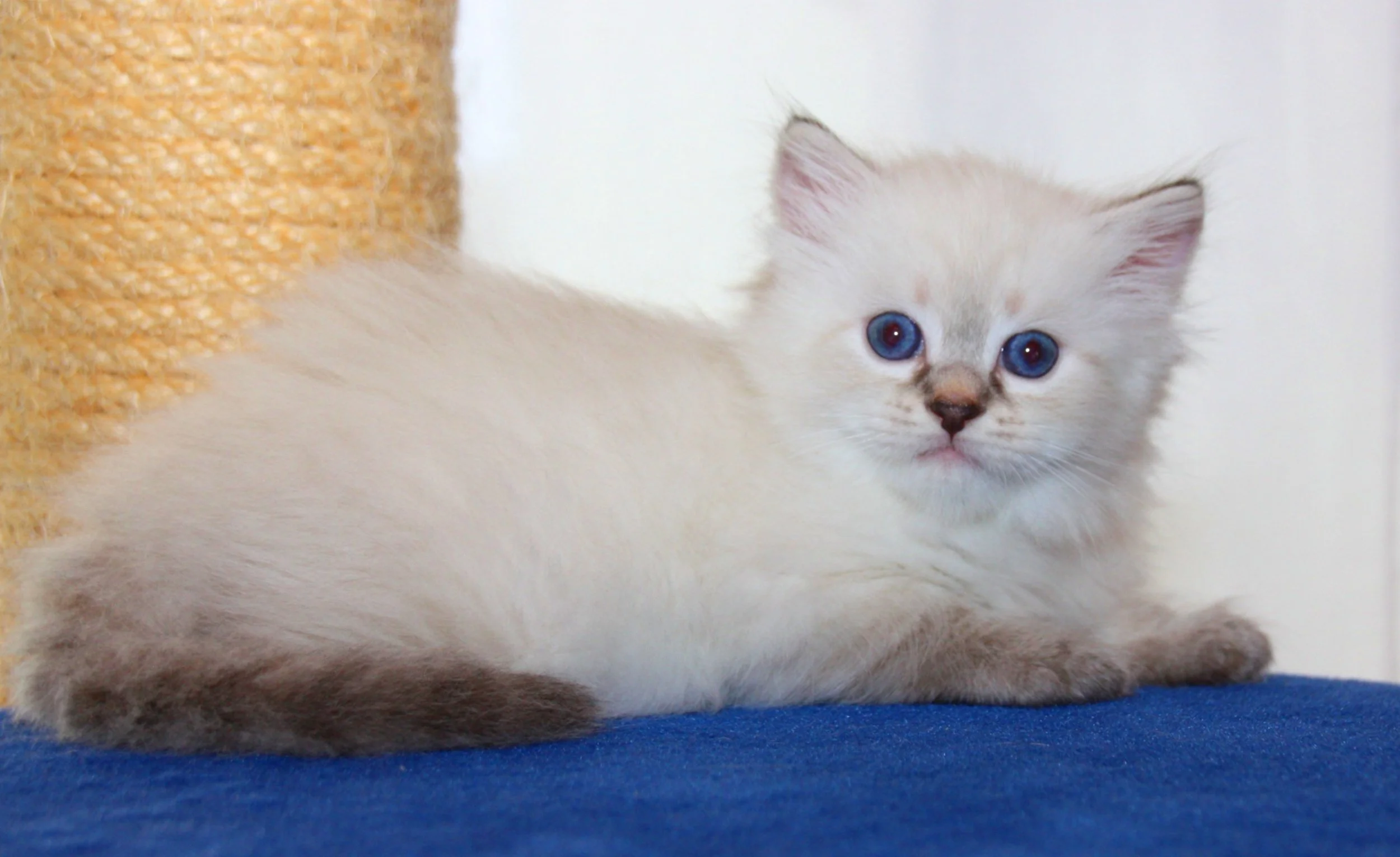 Bajun´s Edi
blue silver tabby point
E3-Wurf
6 Wochen