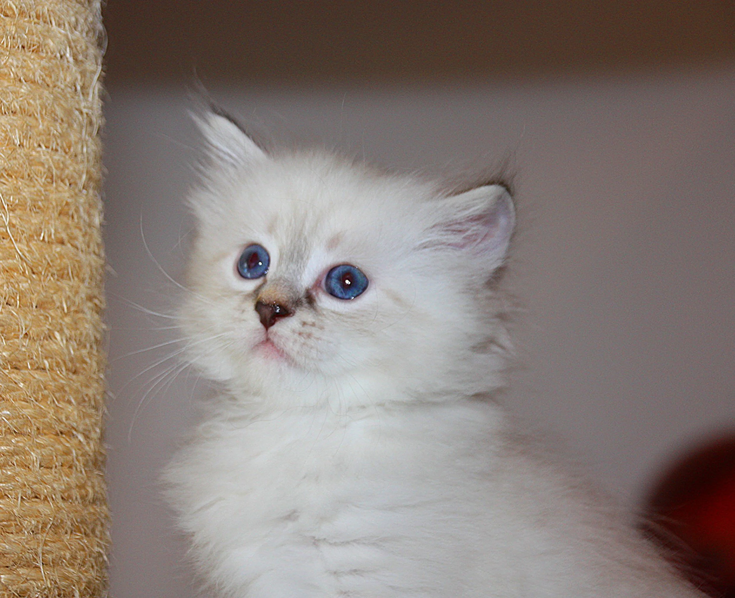 Bajun´s Edi
blue silver tabby point
E3-Wurf
6 Wochen