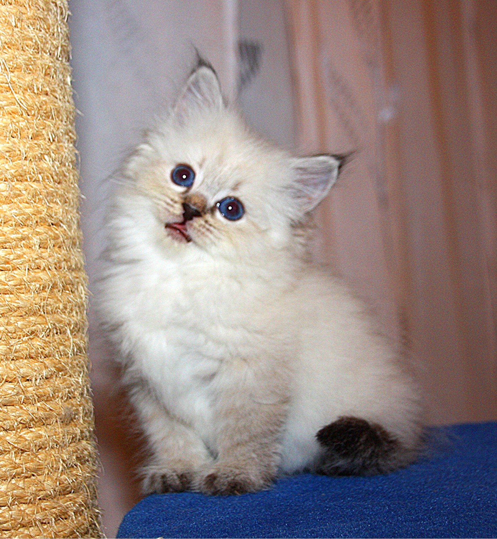 Bajun´s Dakira
Seal tabby point
D3 Wurf
6 Wochen
