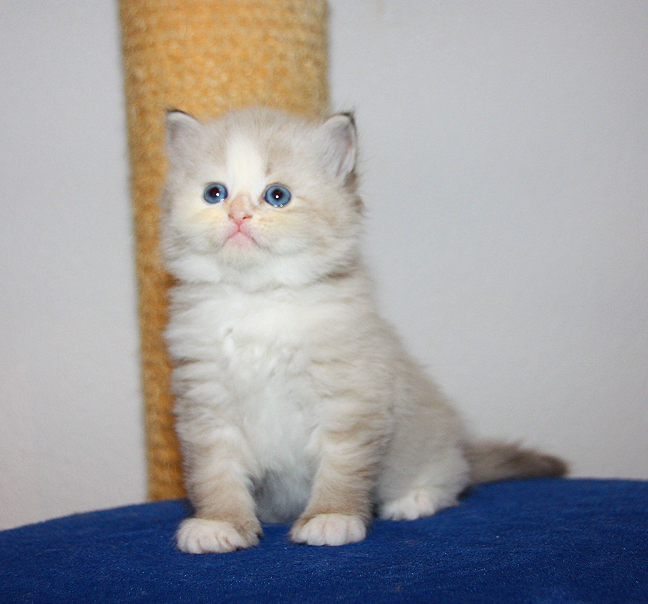 Bajun´s Amy
blue silver torbie point white
5 Wo
A3 Wurf