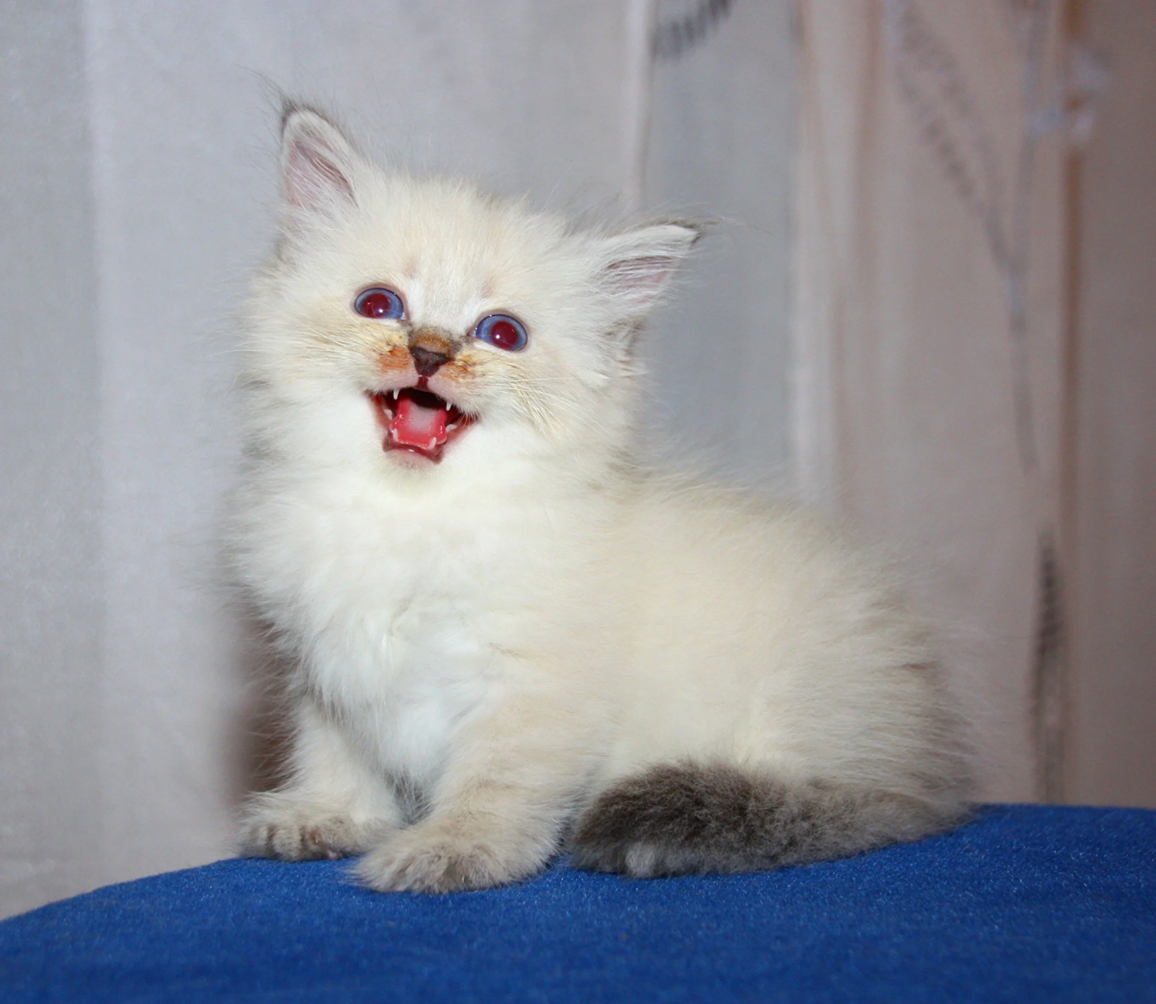 Bajun´s Dalina
Blue silver tabby point
D3 Wurf
6 Wochen