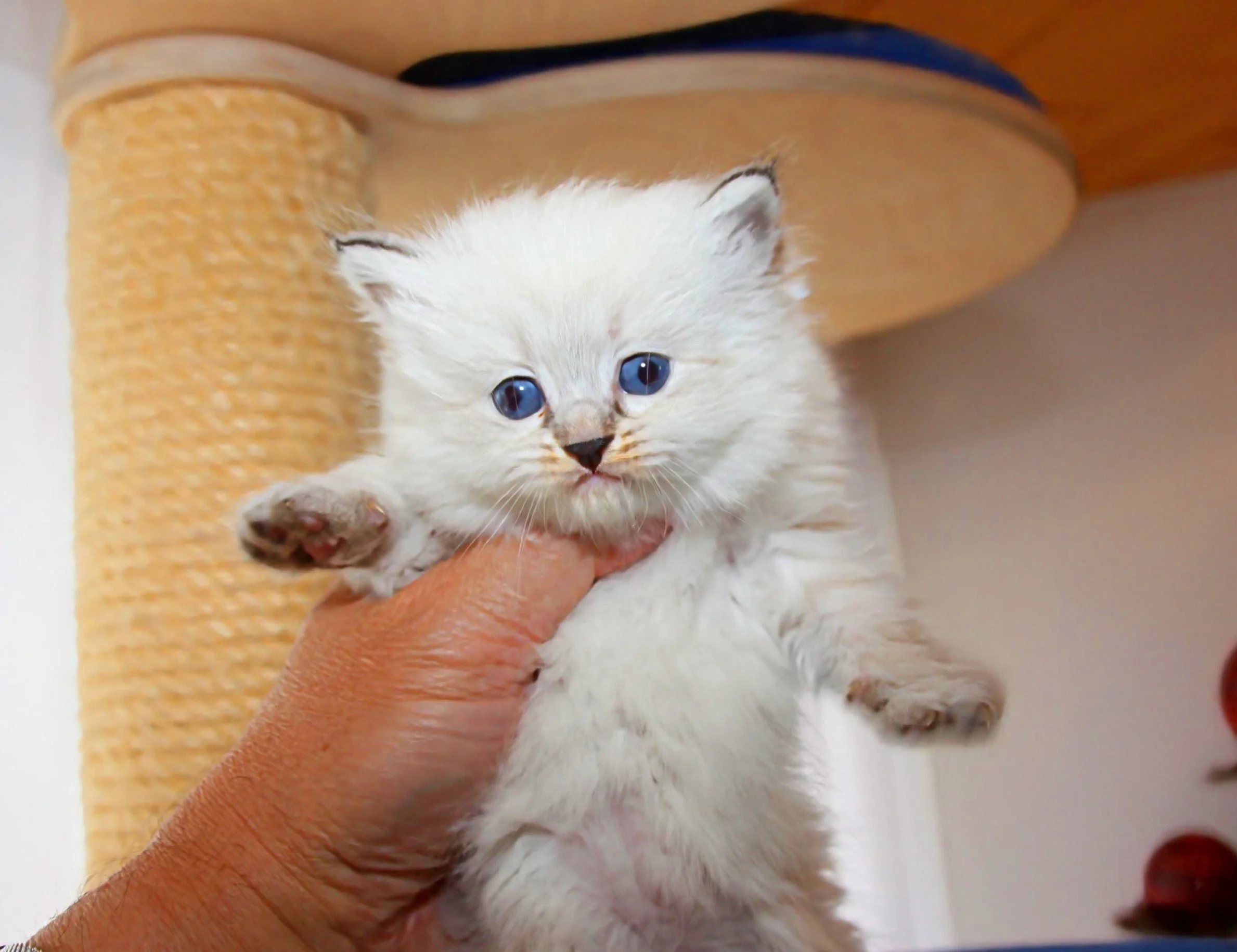 Bajun´s Dakira
Seal tabby point
D3 Wurf
4 Wochen
