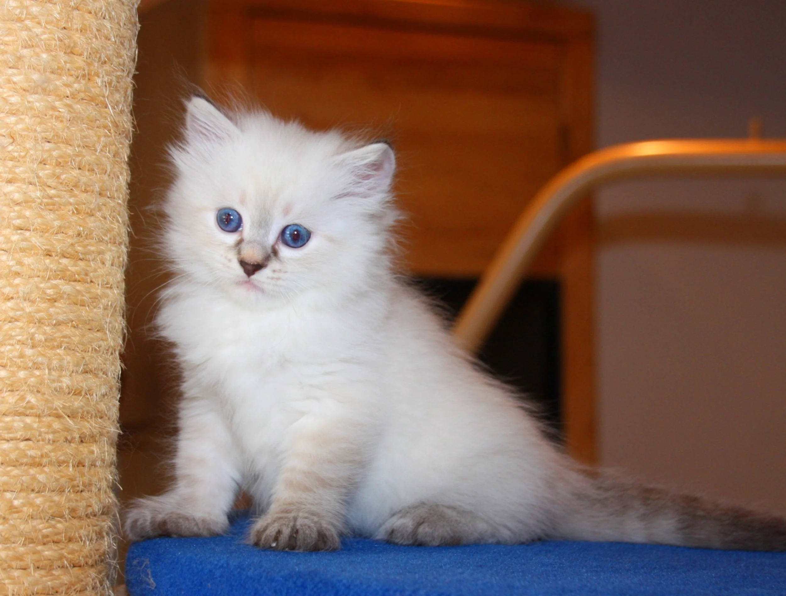 Bajun´s Edi
blue silver tabby point
E3-Wurf
6 Wochen