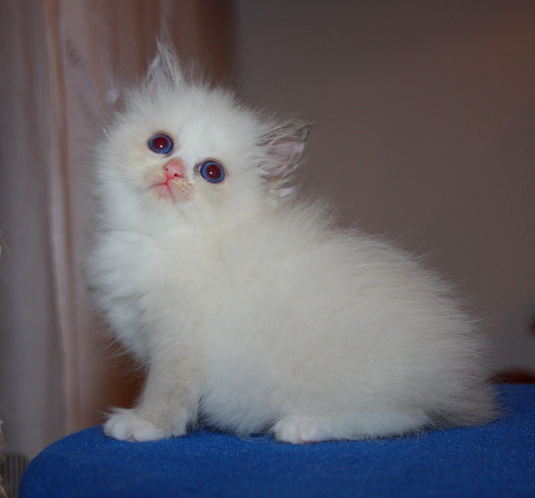Bajun´s Daisy
blue torbie point white
D3 Wurf
6 Wochen