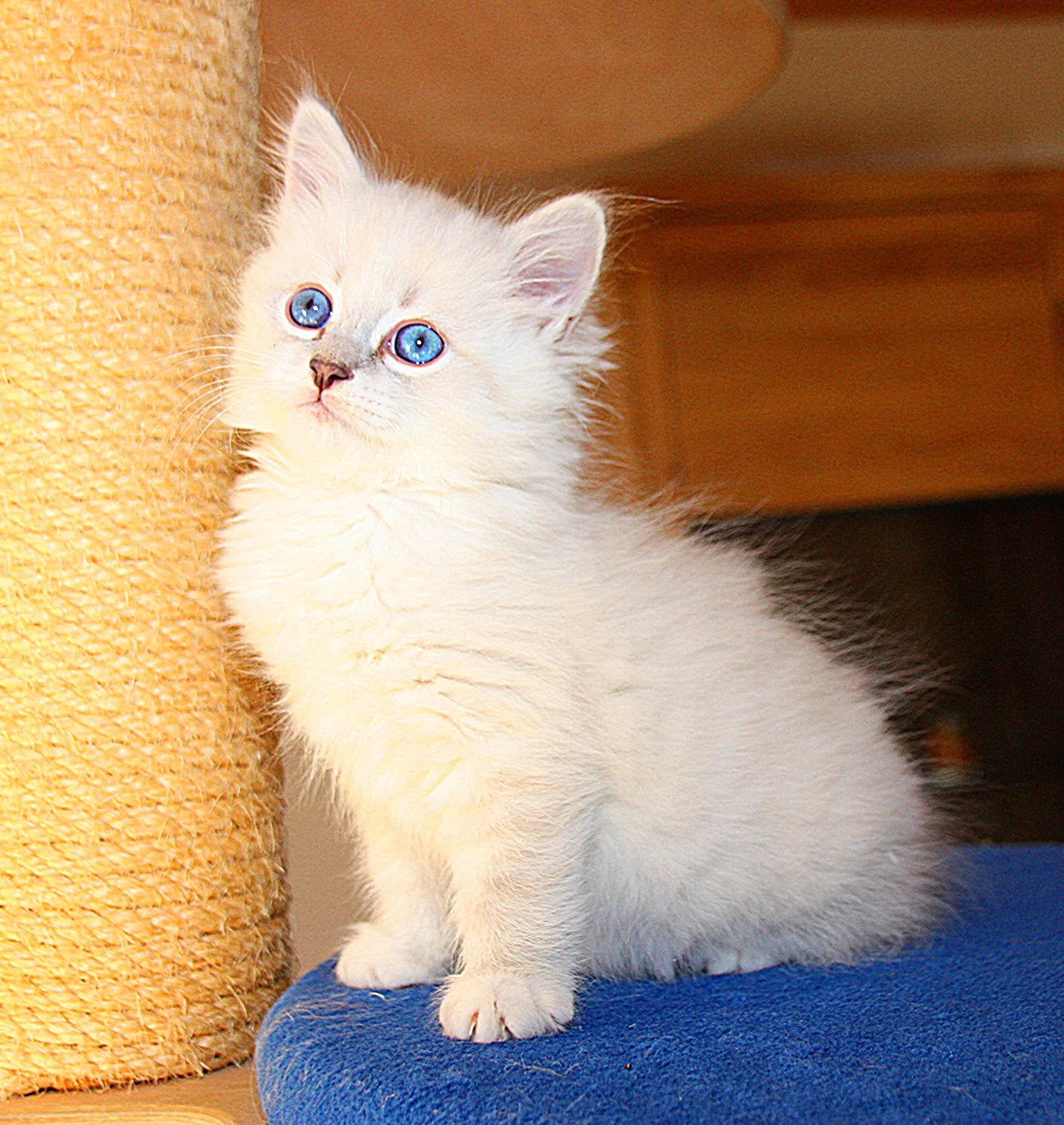 Bajun´s Carim
C3 Wurf
blue silver tabby point white
7.5 Wochen
