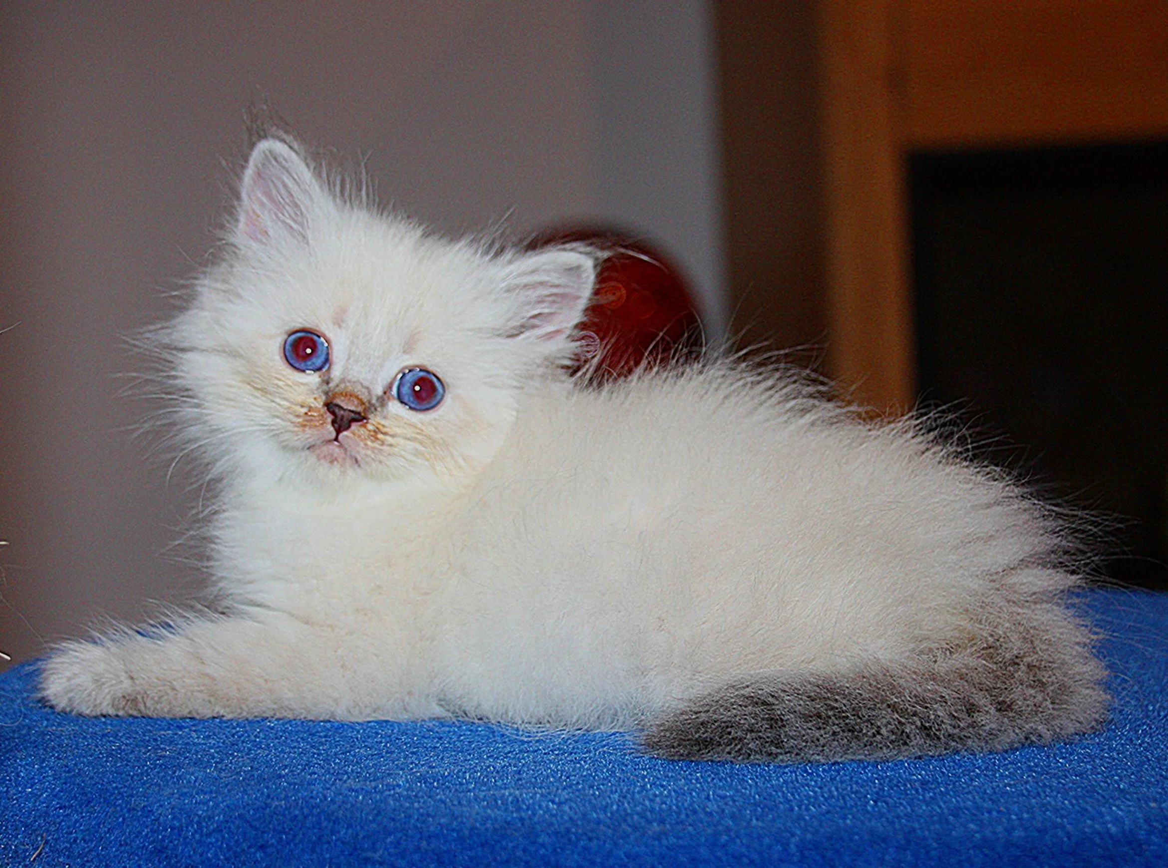 Bajun´s Dalina
Blue silver tabby point
D3 Wurf
6 Wochen