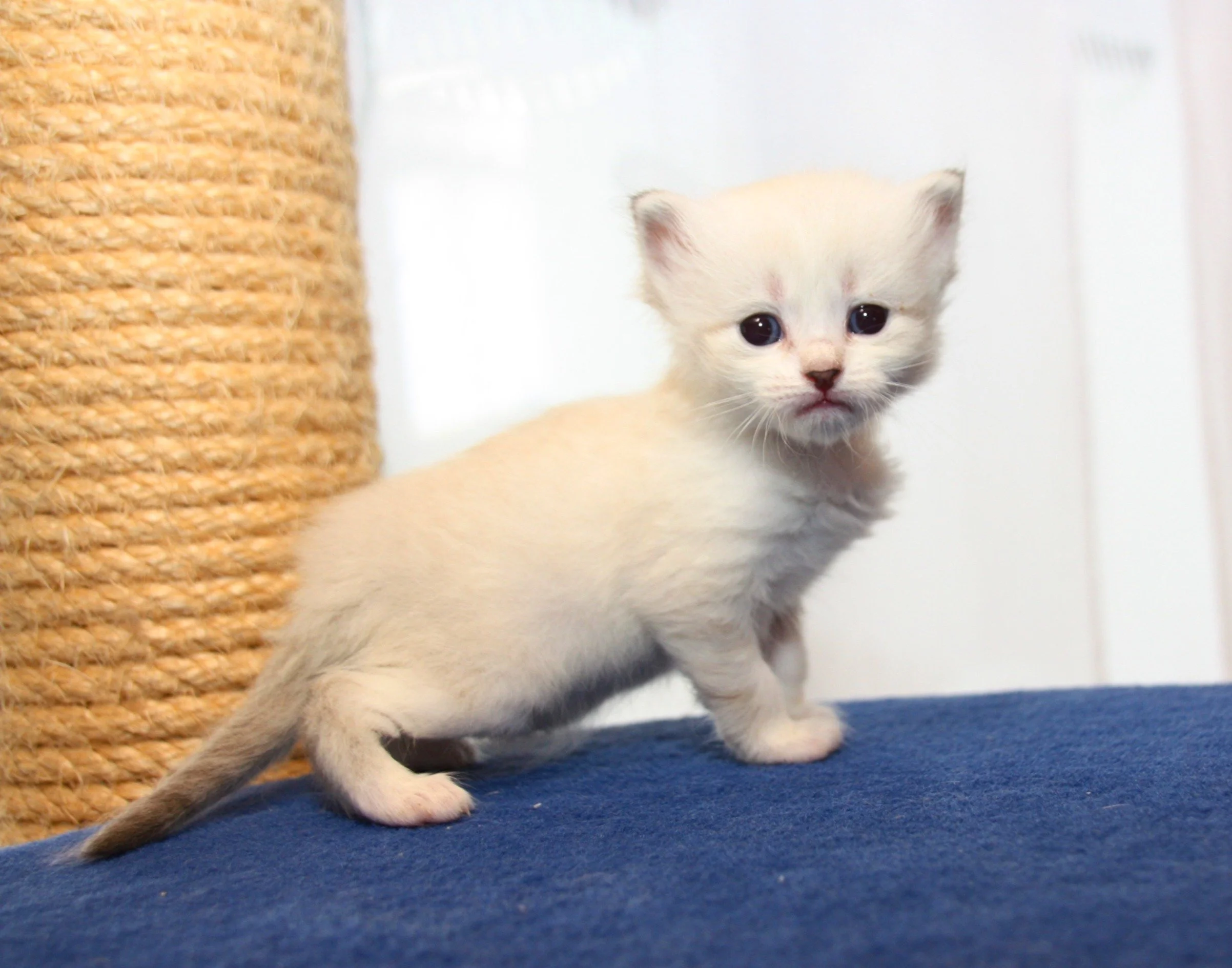 Bajun´s Friederike
seal tabby point white
F3-Wurf
3.5 Wochen