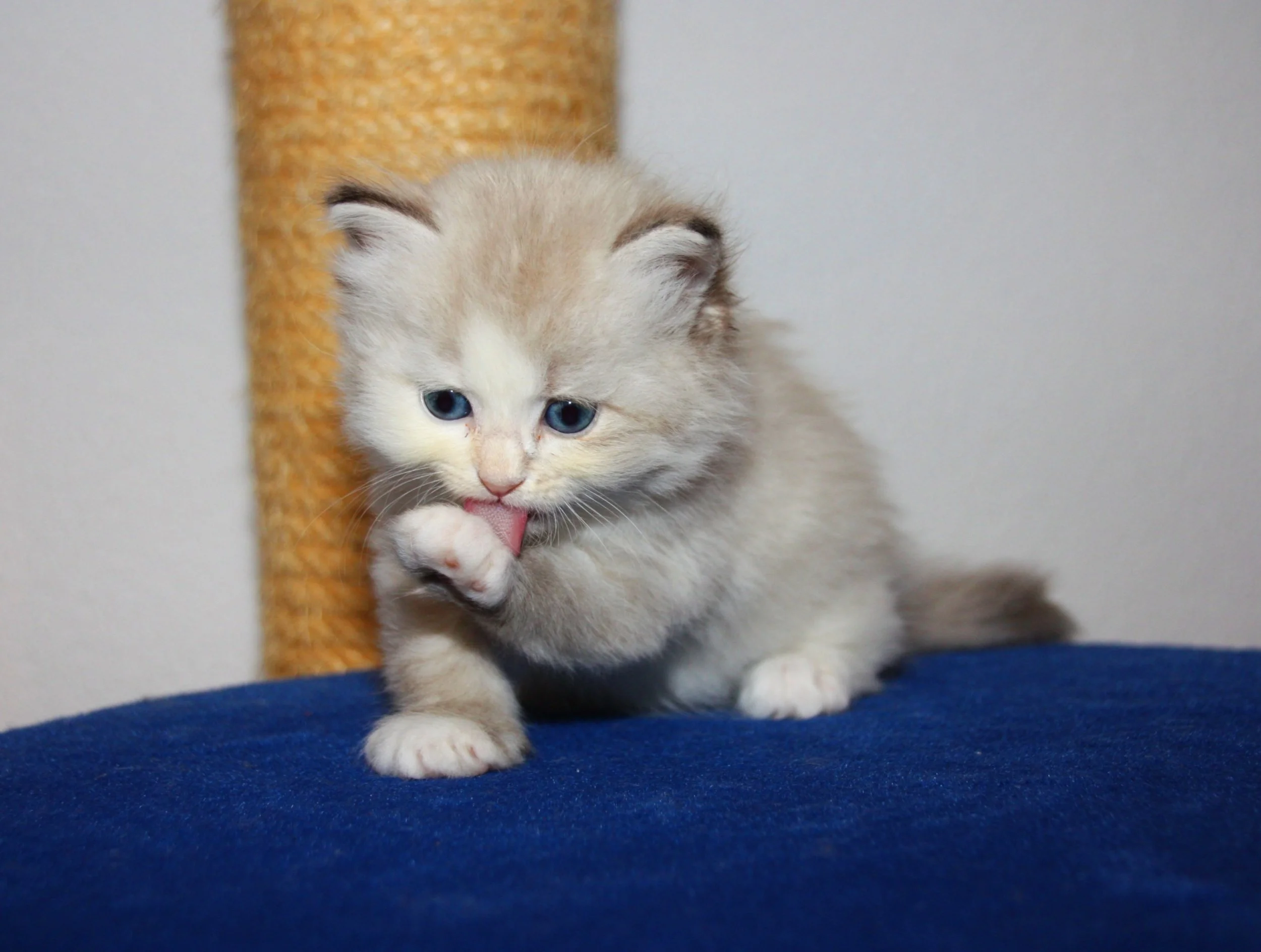 Bajun´s Amy
blue silver torbie point white
5 Wo
A3 Wurf