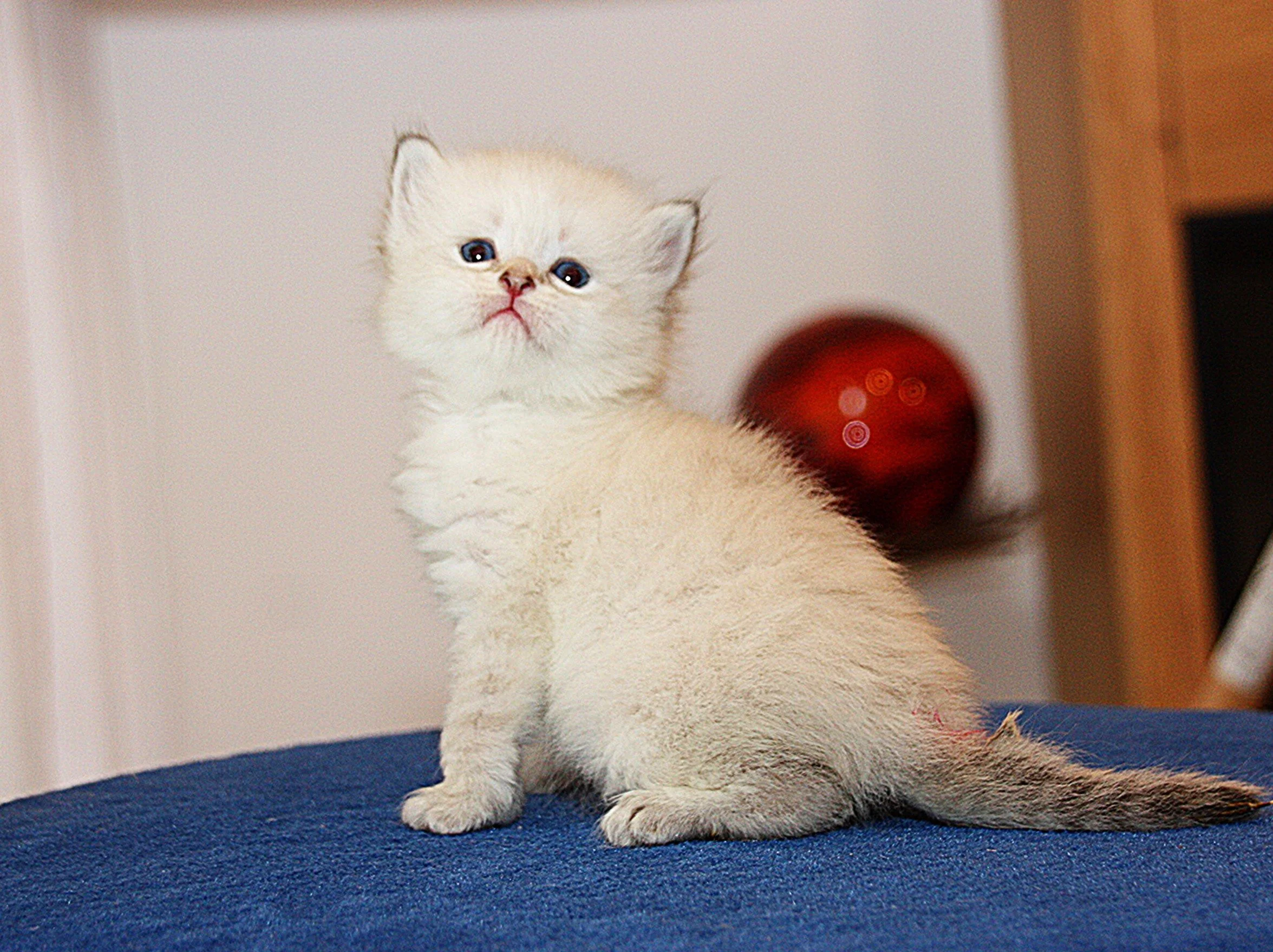 Bajun´s Farian
blue tabby point white
F3-Wurf
3.5 Wochen