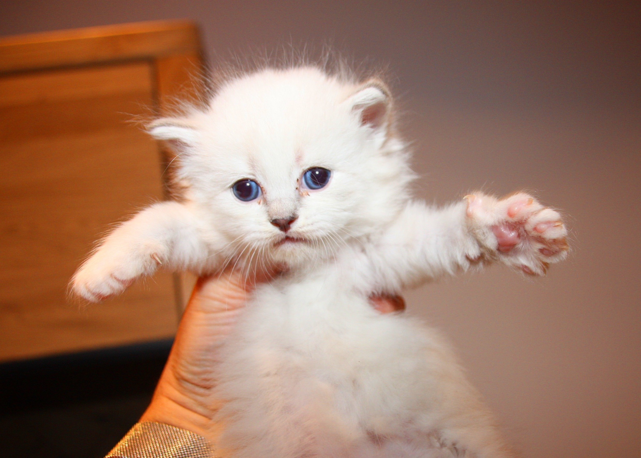 Bajun´s Carim
C3 Wurf
blue silver tabby point white
4 Wochen