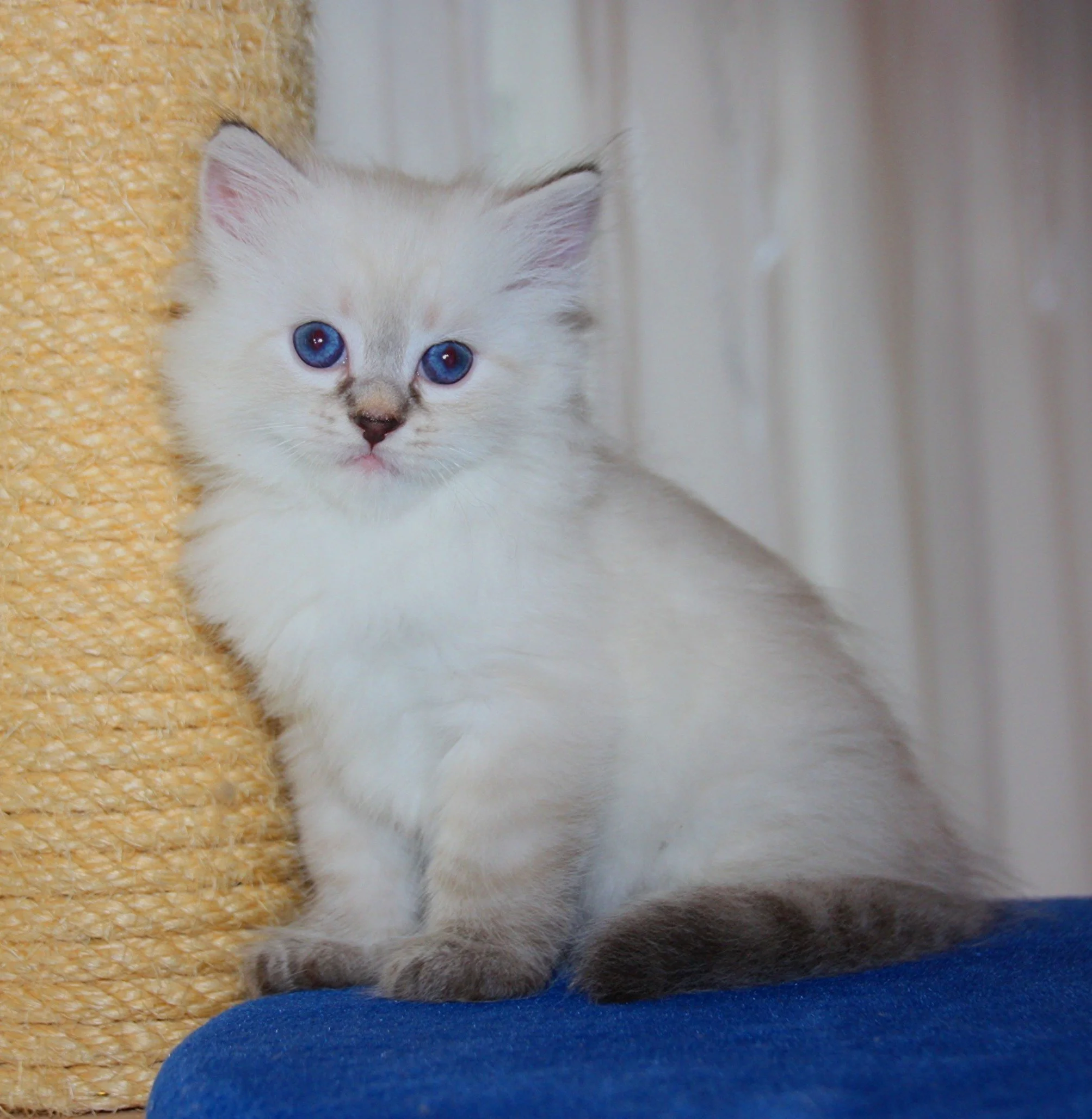 Bajun´s Edi
blue silver tabby point
E3-Wurf
6 Wochen