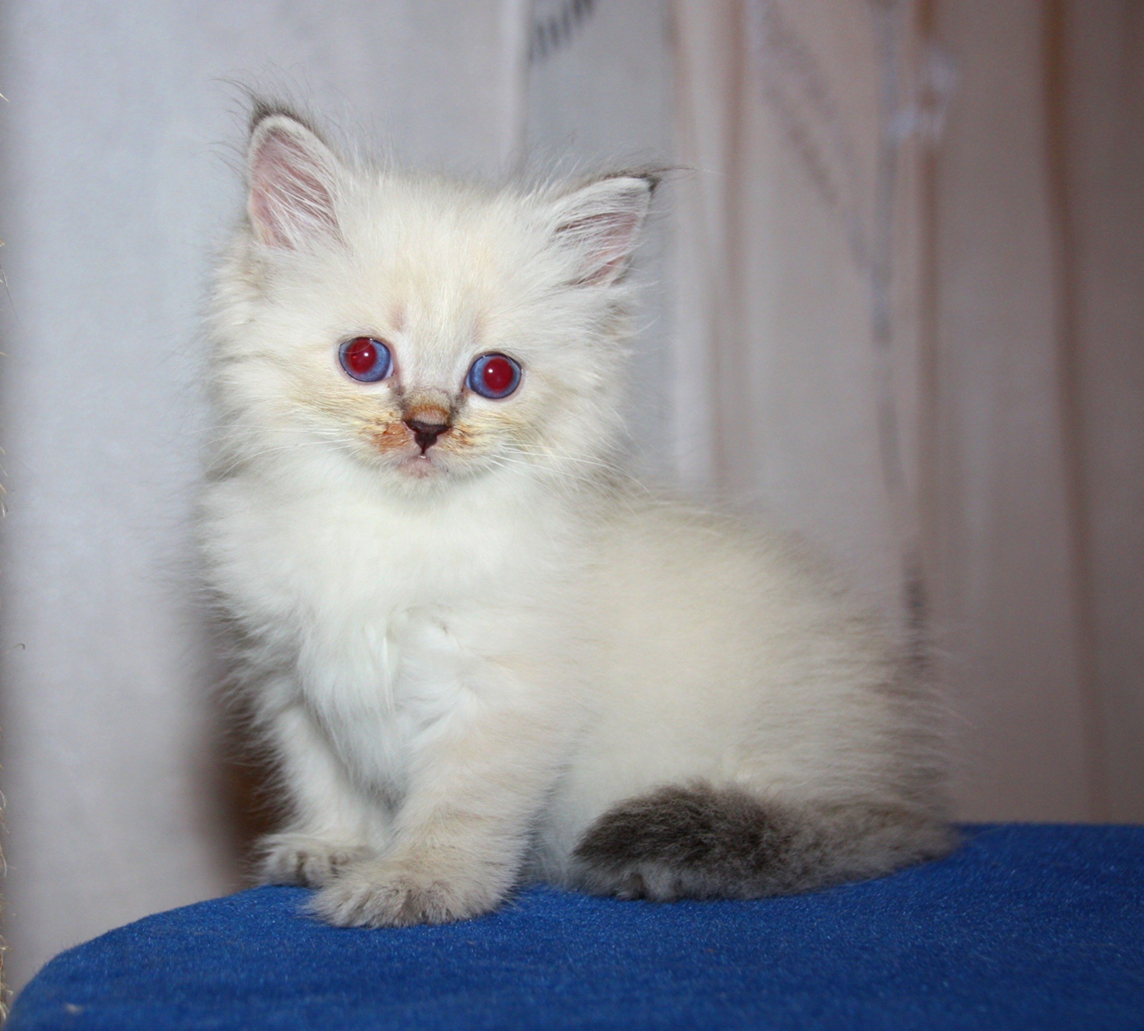 Bajun´s Dalina
Blue silver tabby point
D3 Wurf
6 Wochen