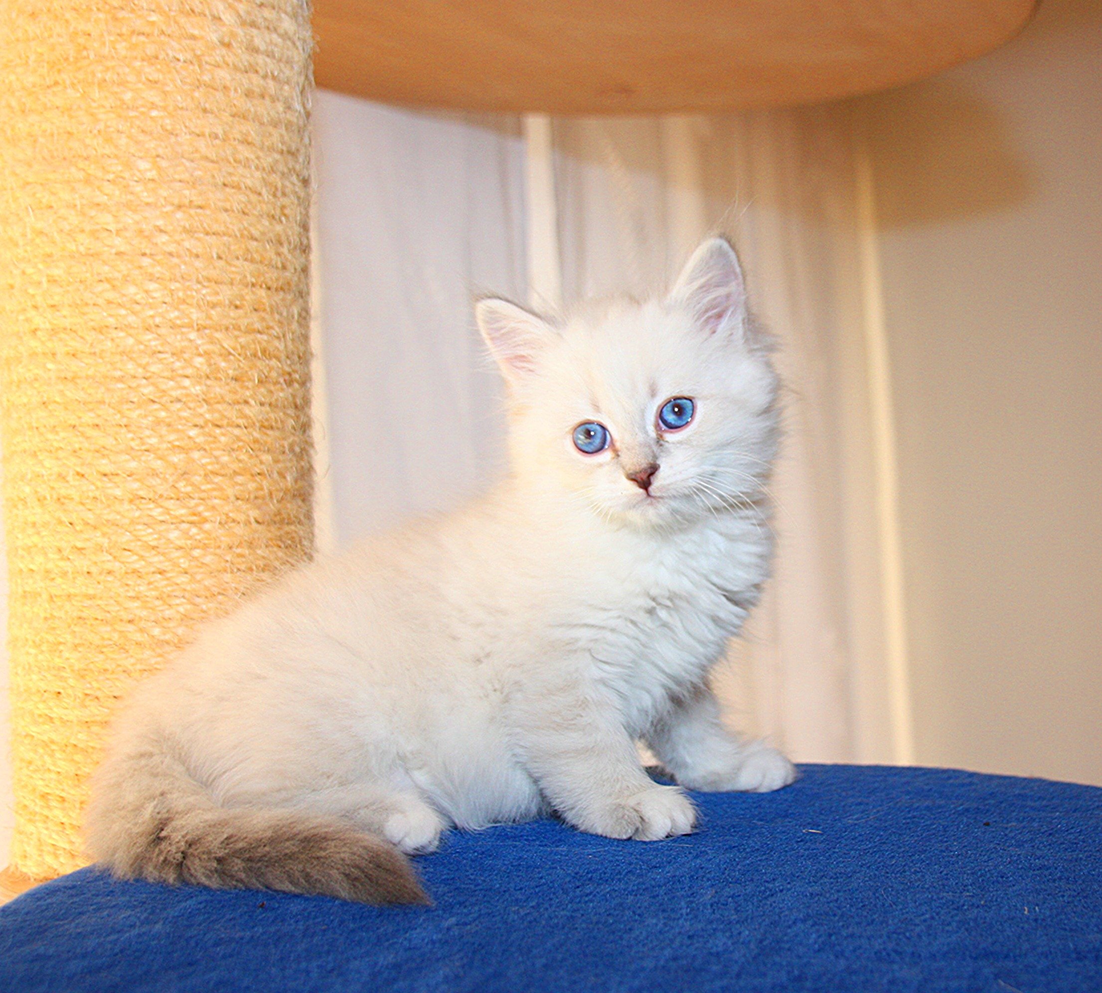 Bajun´s Carim
C3 Wurf
blue silver tabby point white
7.5 Wochen