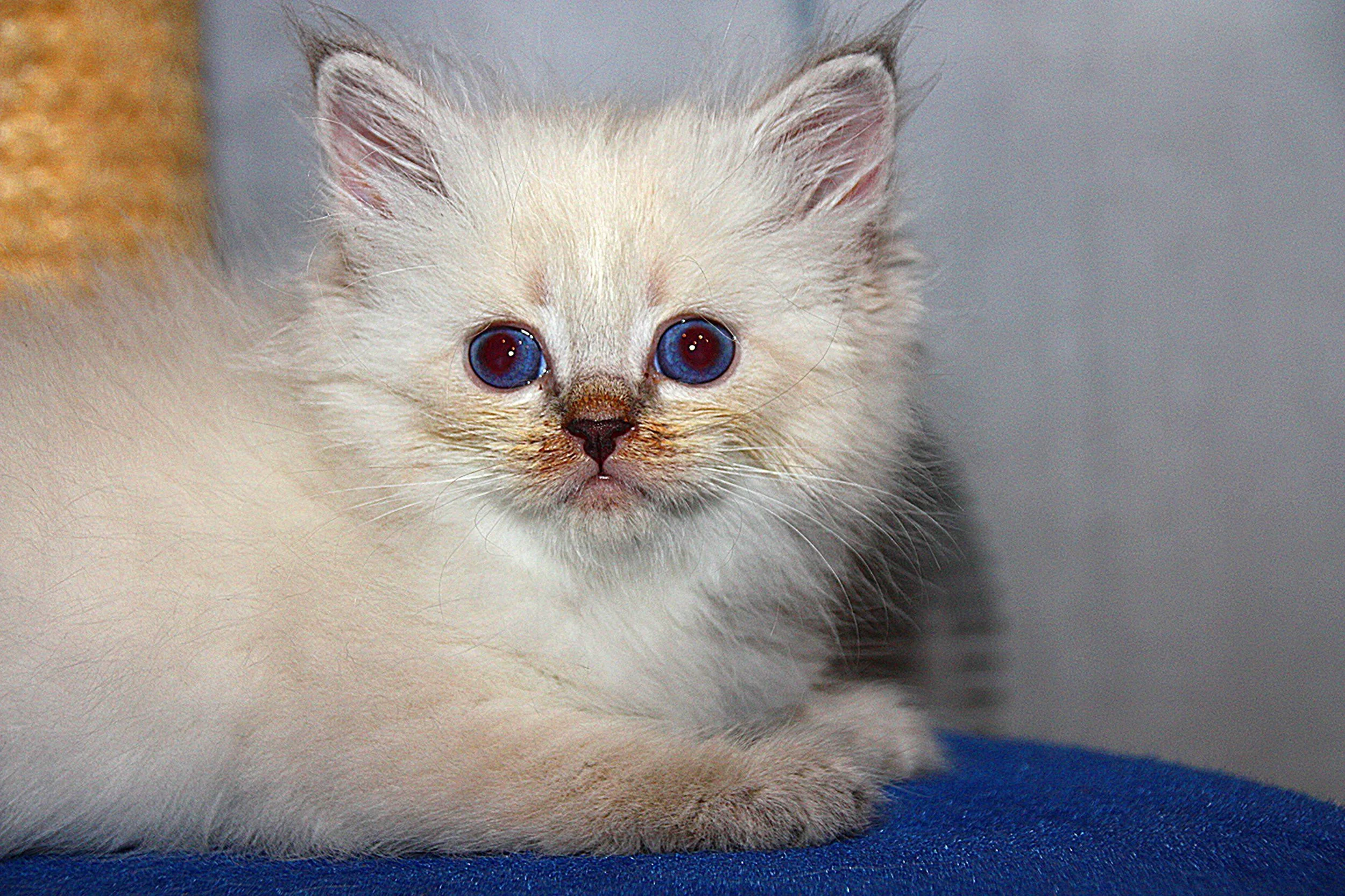 Bajun´s Dalina
Blue silver tabby point
D3 Wurf
6 Wochen