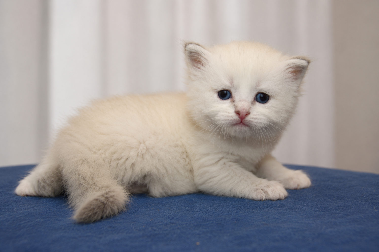 Bajun´s Faustino
blue tabby point white
F3-Wurf
3.5 Wochen