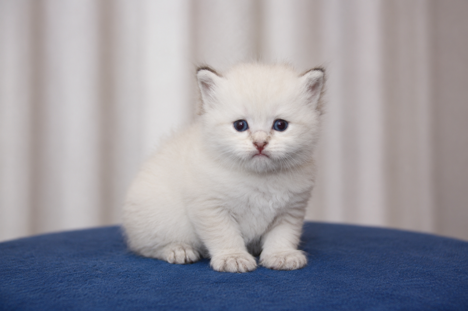 Bajun´s Farian
blue tabby point white
F3-Wurf
3.5 Wochen