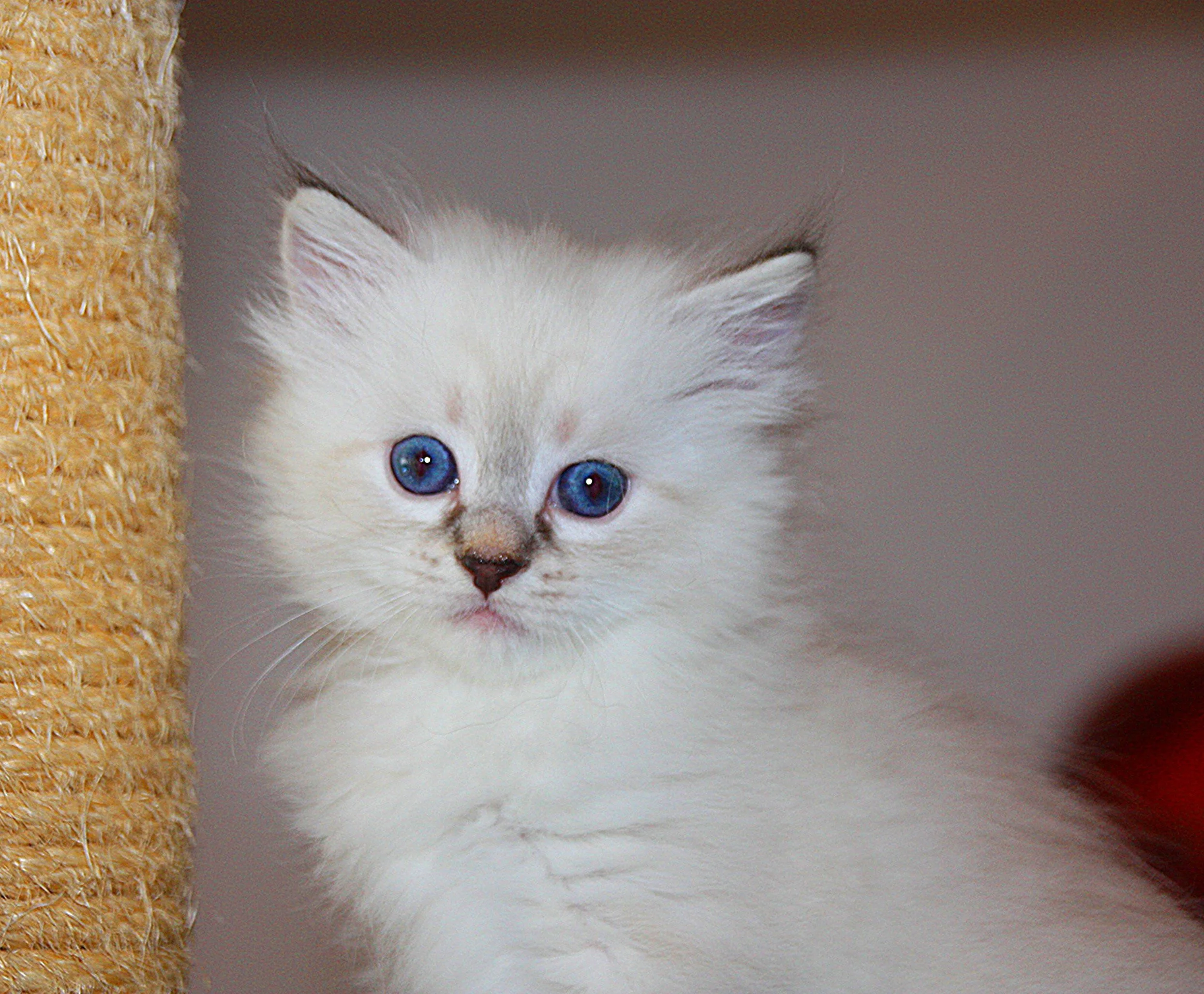 Bajun´s Edi
blue silver tabby point
E3-Wurf
6 Wochen