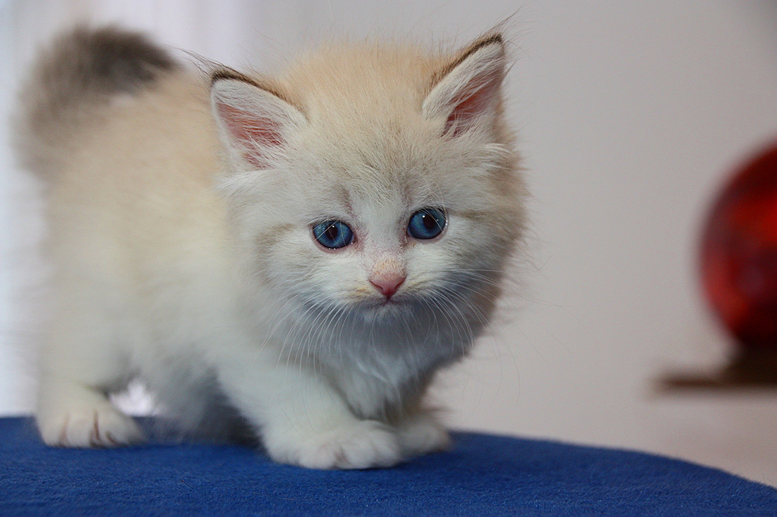 Bajun´s Gwyneth
G3-Wurf
seal silver tabby point white
5.5 Wochen