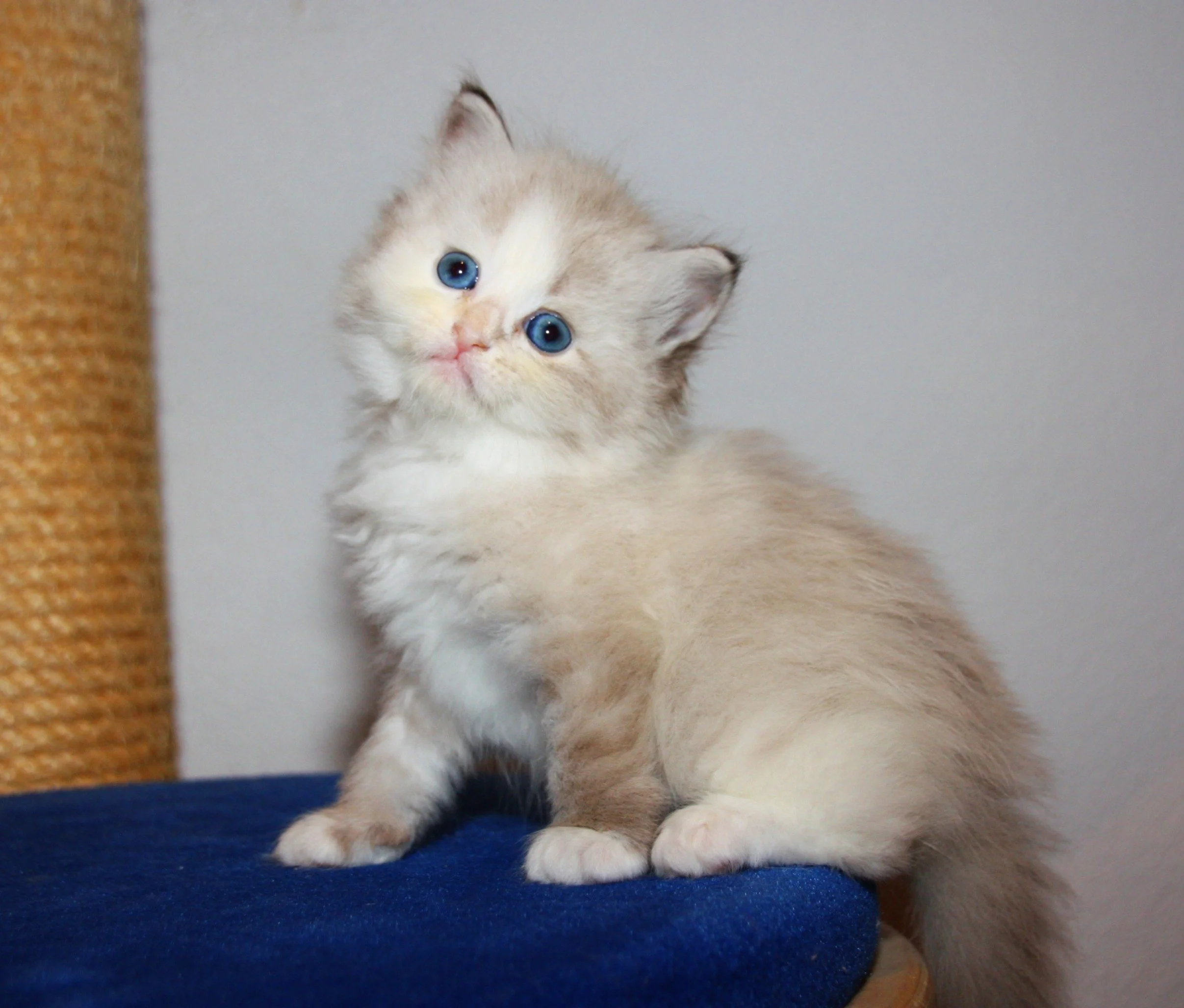 Bajun´s Amy
blue silver torbie point white
5 Wo
A3 Wurf