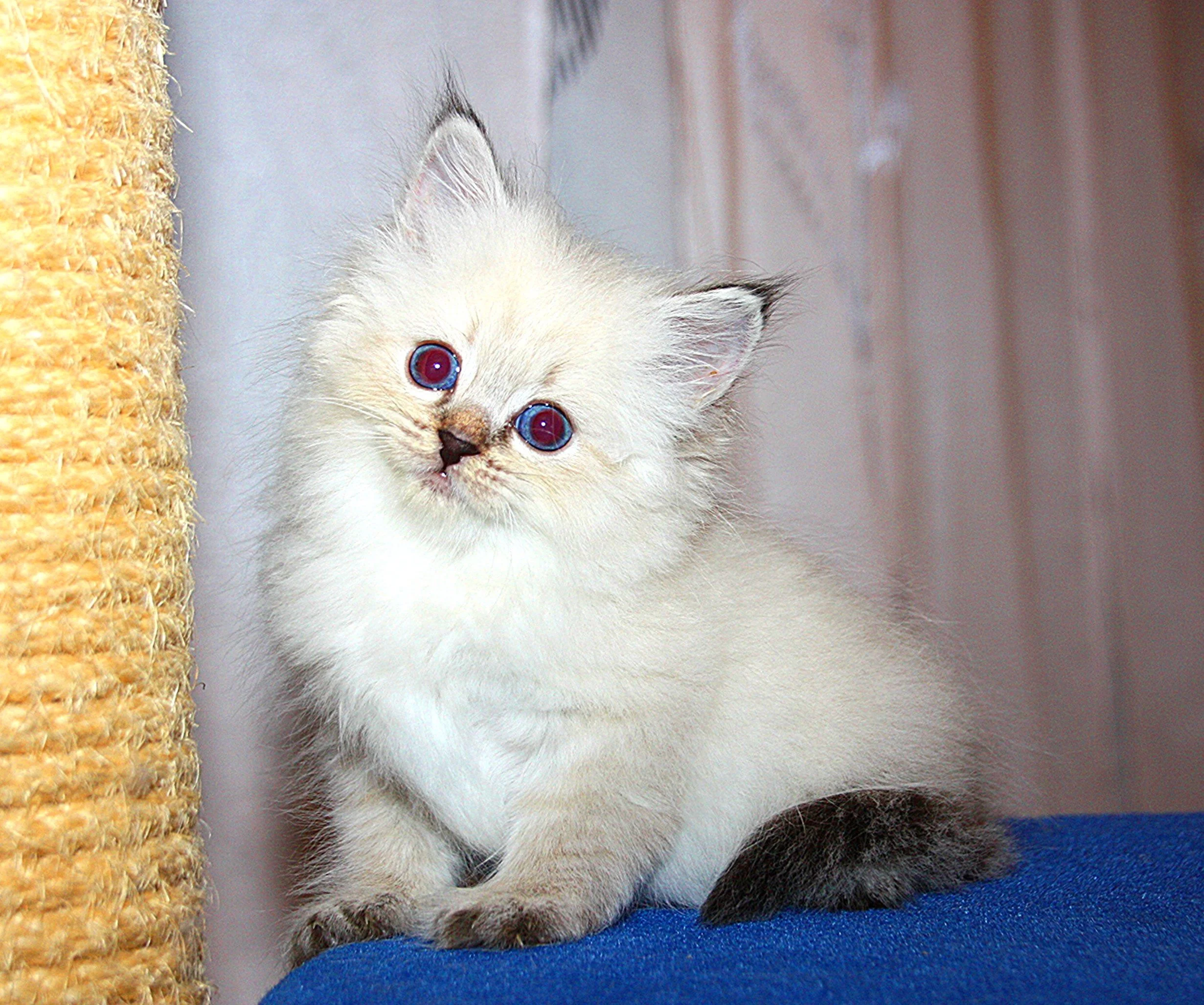 Bajun´s Dakira
Seal tabby point
D3 Wurf
6 Wochen