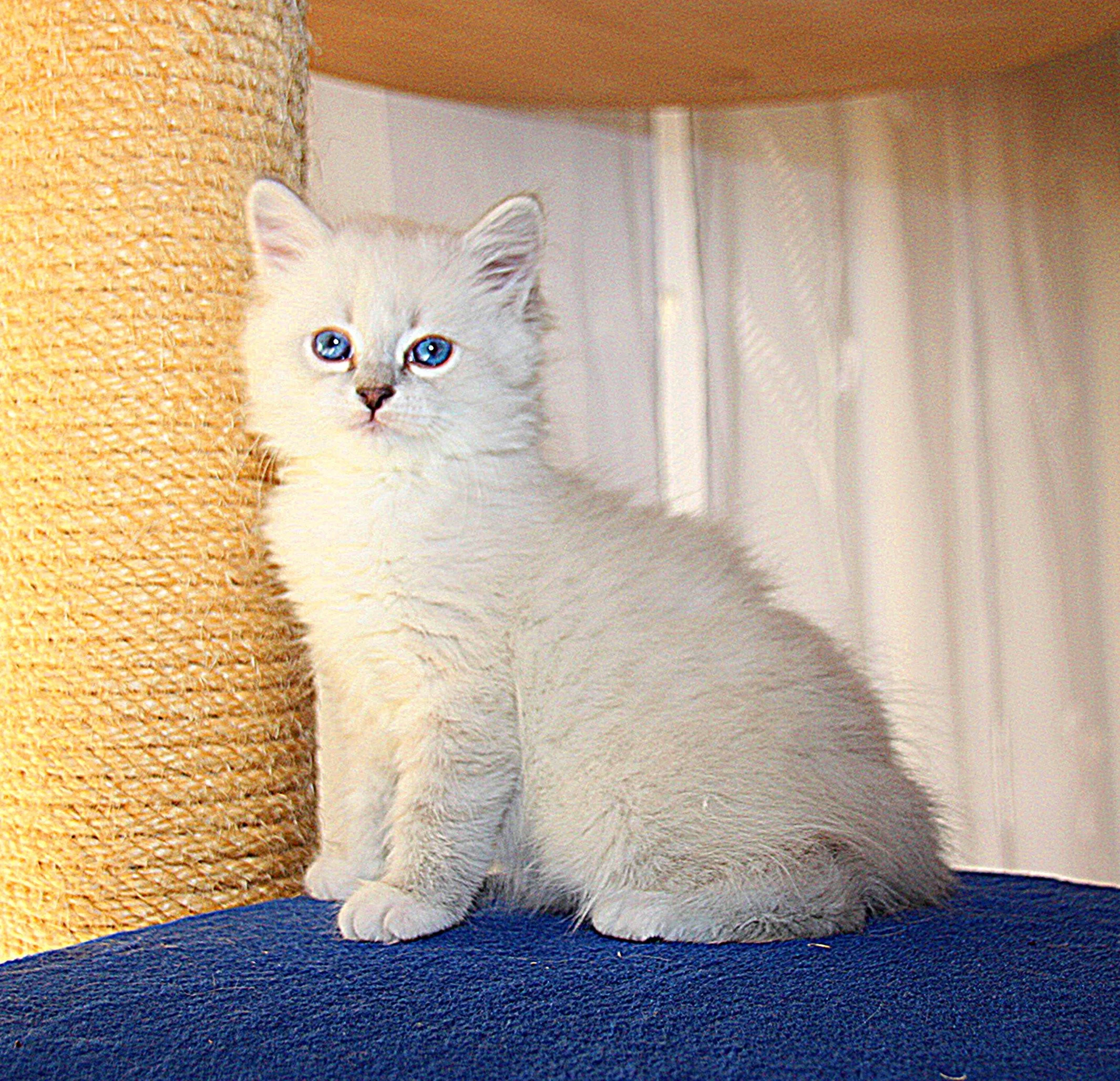 Bajun´s Carim
C3 Wurf
blue silver tabby point white
7.5 Wochen