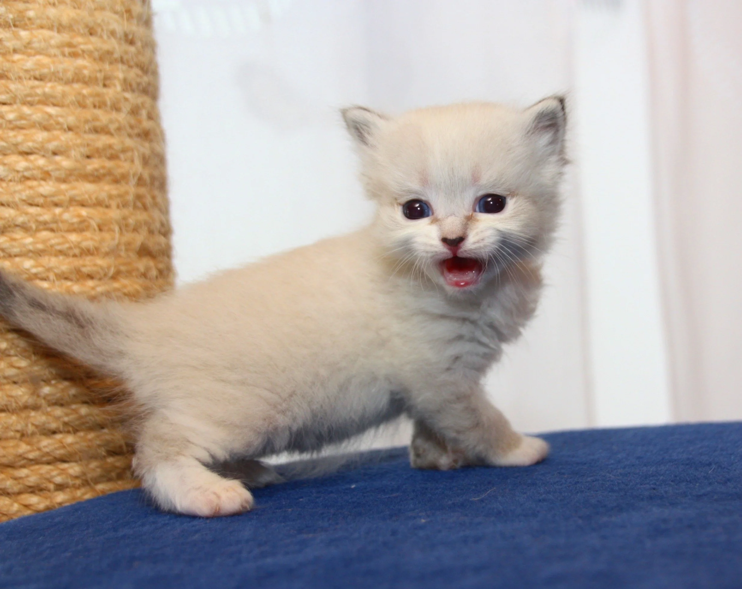 Bajun´s Fahsai
blue tabby point white
F3-Wurf
3.5 Wochen