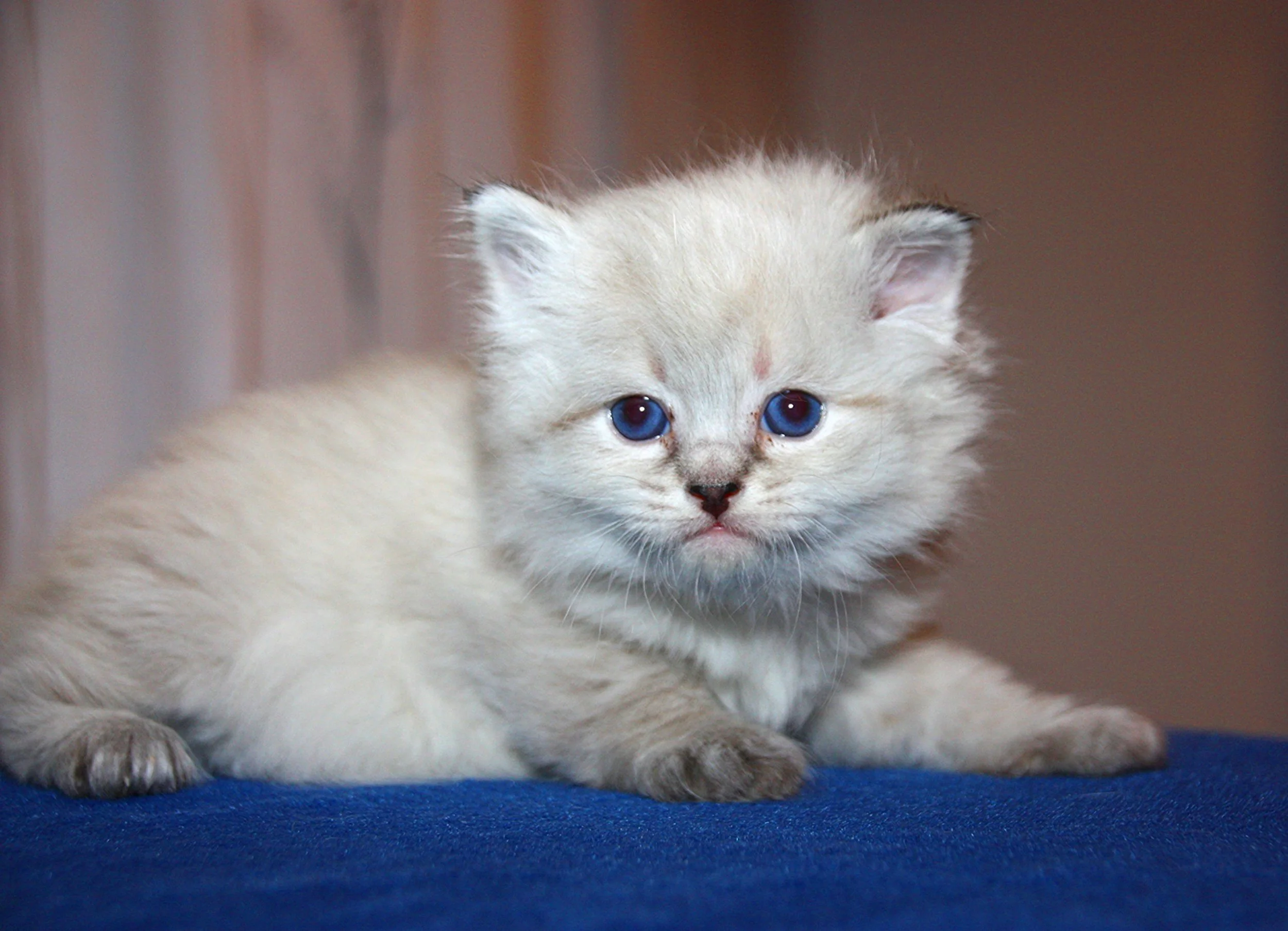 Bajun´s Calimero
C3 Wurf
seal tabby point
4 Wochen