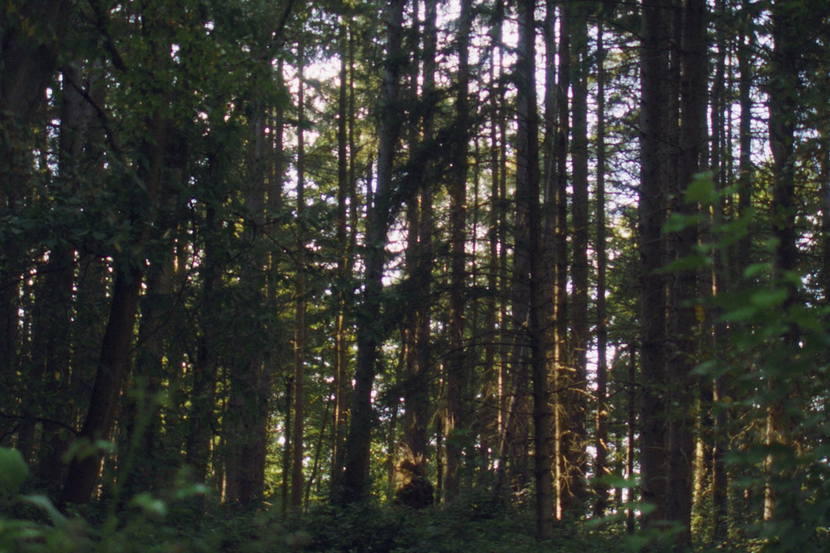 VESTIGES_1.1.5.jpg