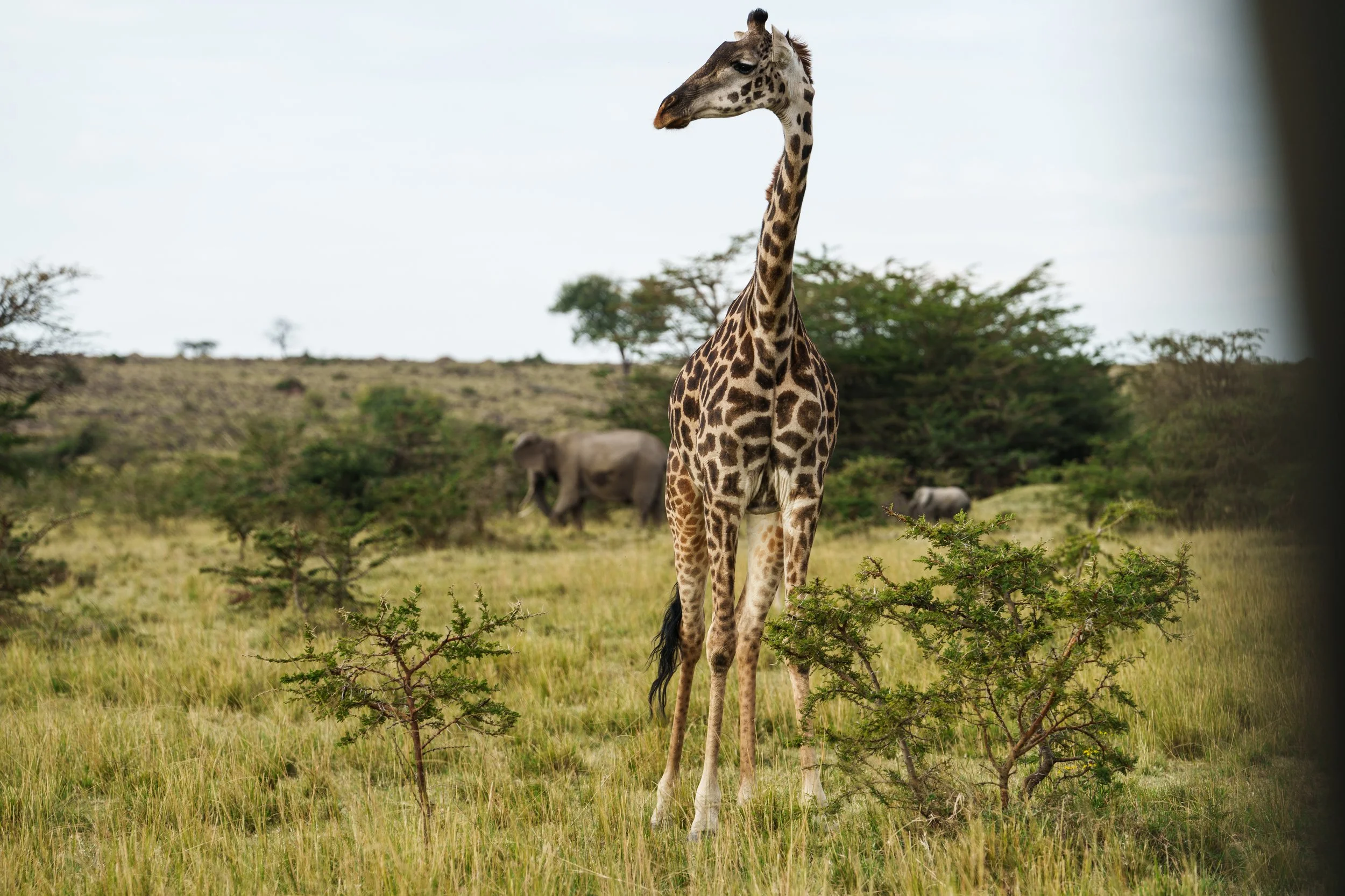 CalvertSafari-07374.jpg