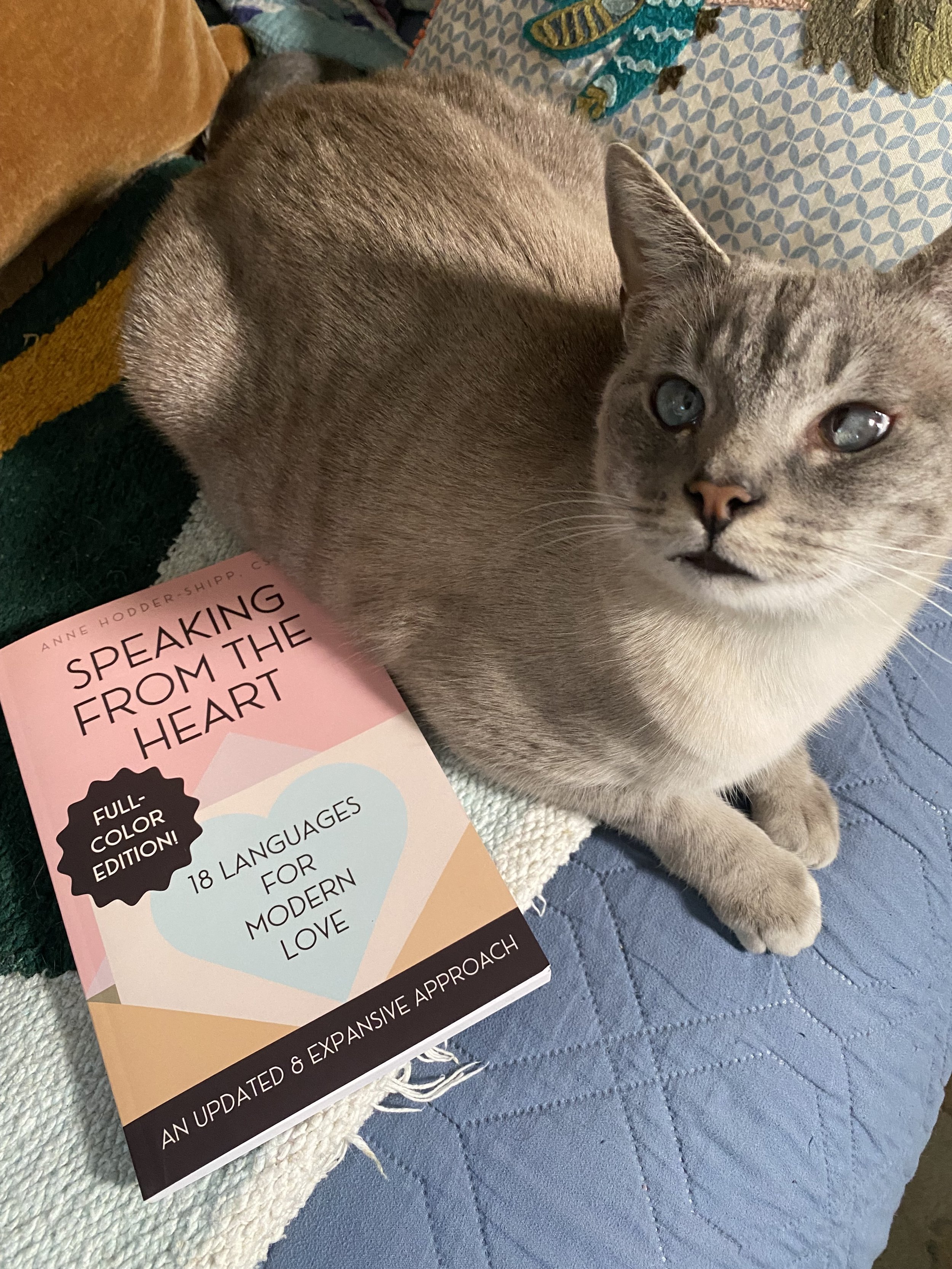 SFTH_Paperback Color Cat.jpg