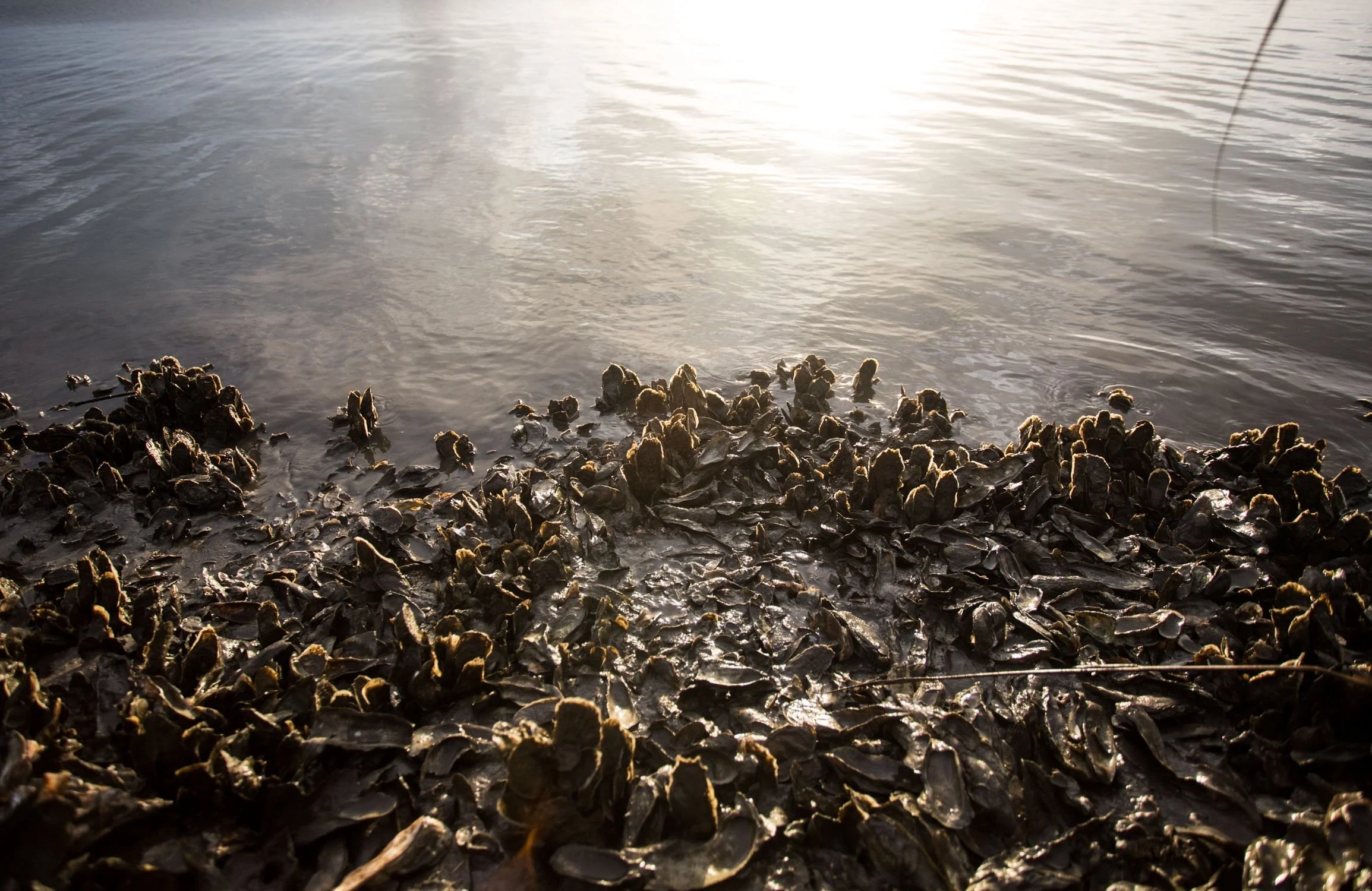 Shell to Shore