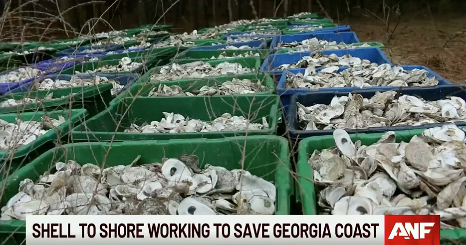 'Shell to Shore' using oyster shells to protect Georgia's coastline