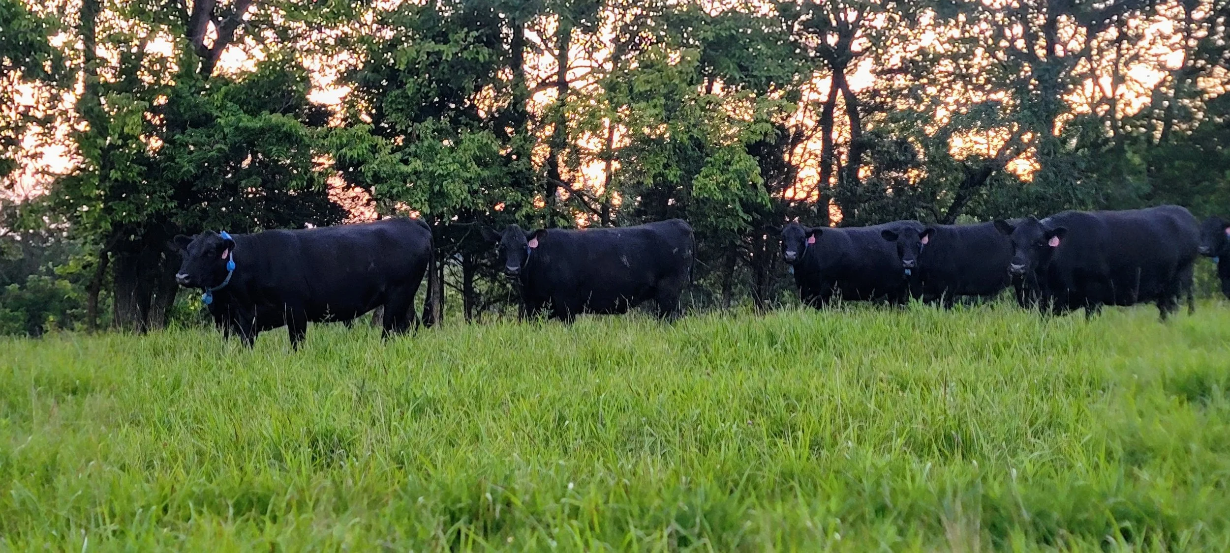 A herd of black cows standing in a grassy field with trees in the background at sunset.