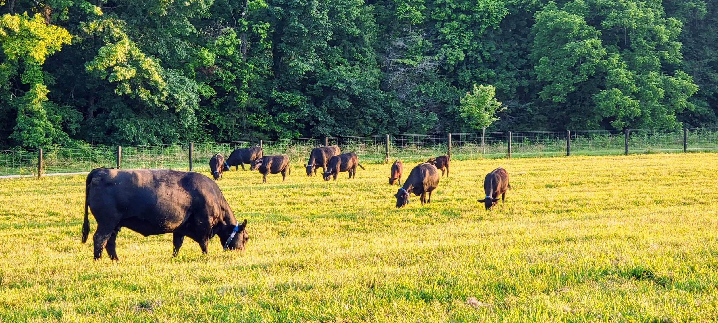 A group of cows grazing in a field with a background of dense green trees and a wooden fence.