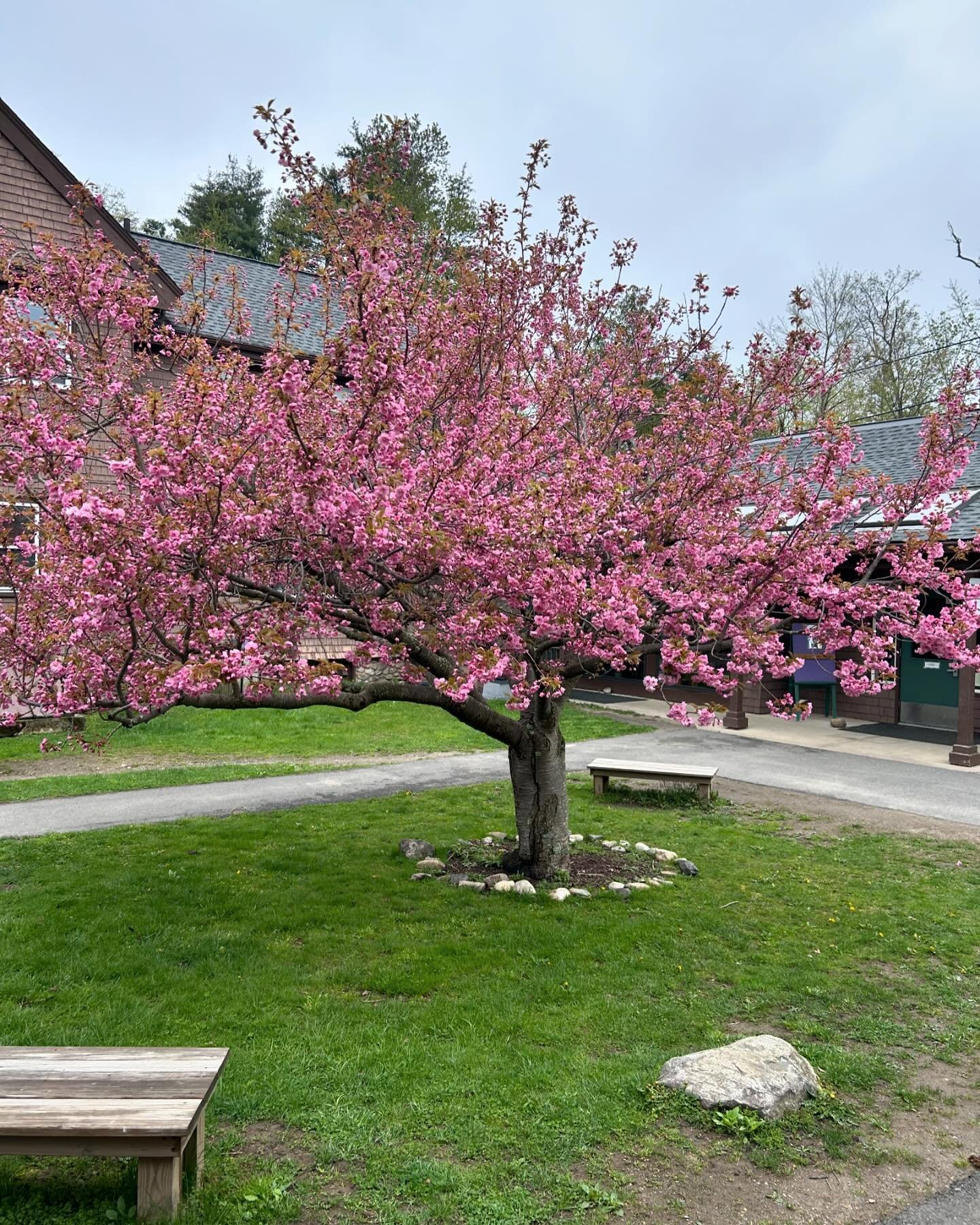 The cherry tree in our courtyard never ceases to amaze us! #spring #commonschool