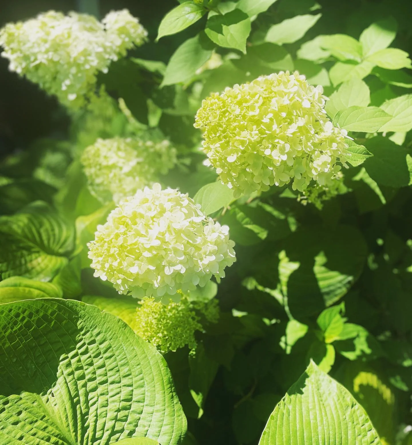 Beautiful shooting star hydrangea - survived a couple of years of deer damage and is blooming in all its glory.