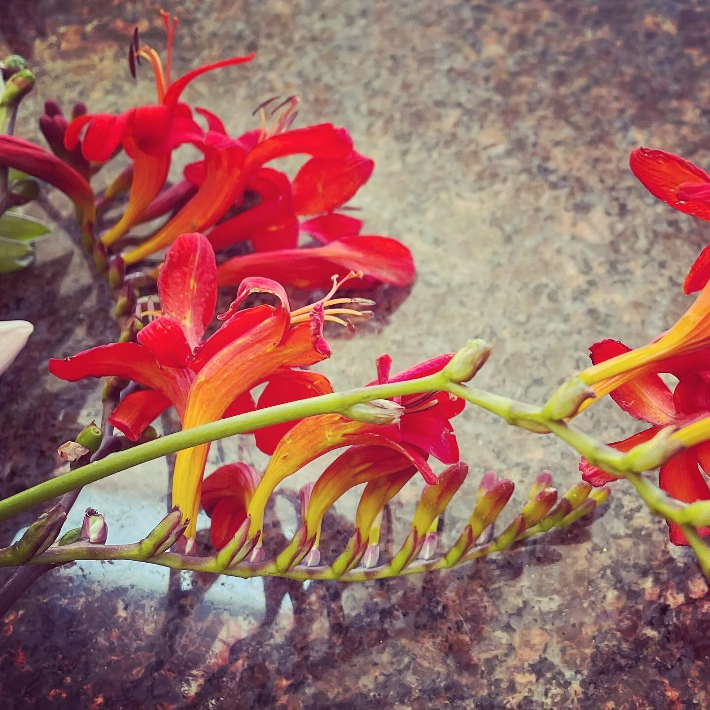 Crocosmia add a hot splash of color in the garden and make great cut flowers too.