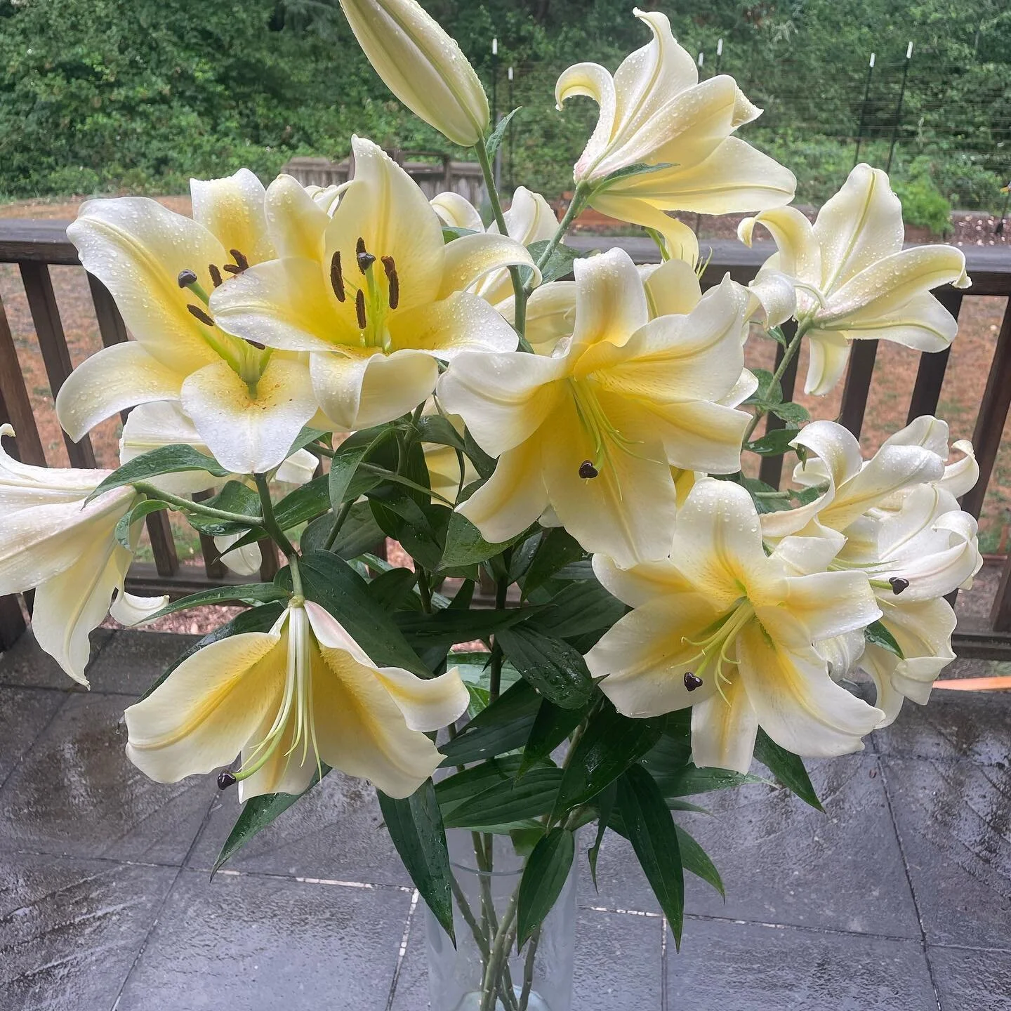 Yellow giants. The fragrance is intense when there are so many.
