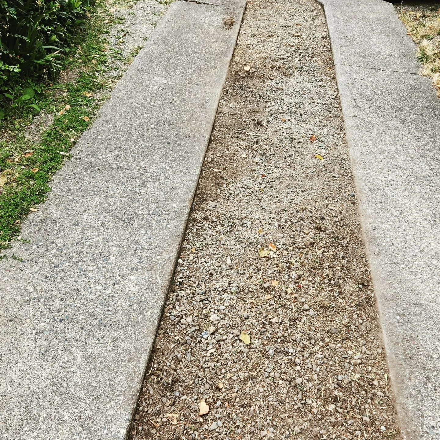 Before and after weeding!

This gravel area was edge-to-edge weeds. Now it's clear, and we're going to refresh the gravel too.

If you look to the left you can see how dense the weeds were.

sandrahelpsout's profile picture
sandrahelpsout
 Edited&bul